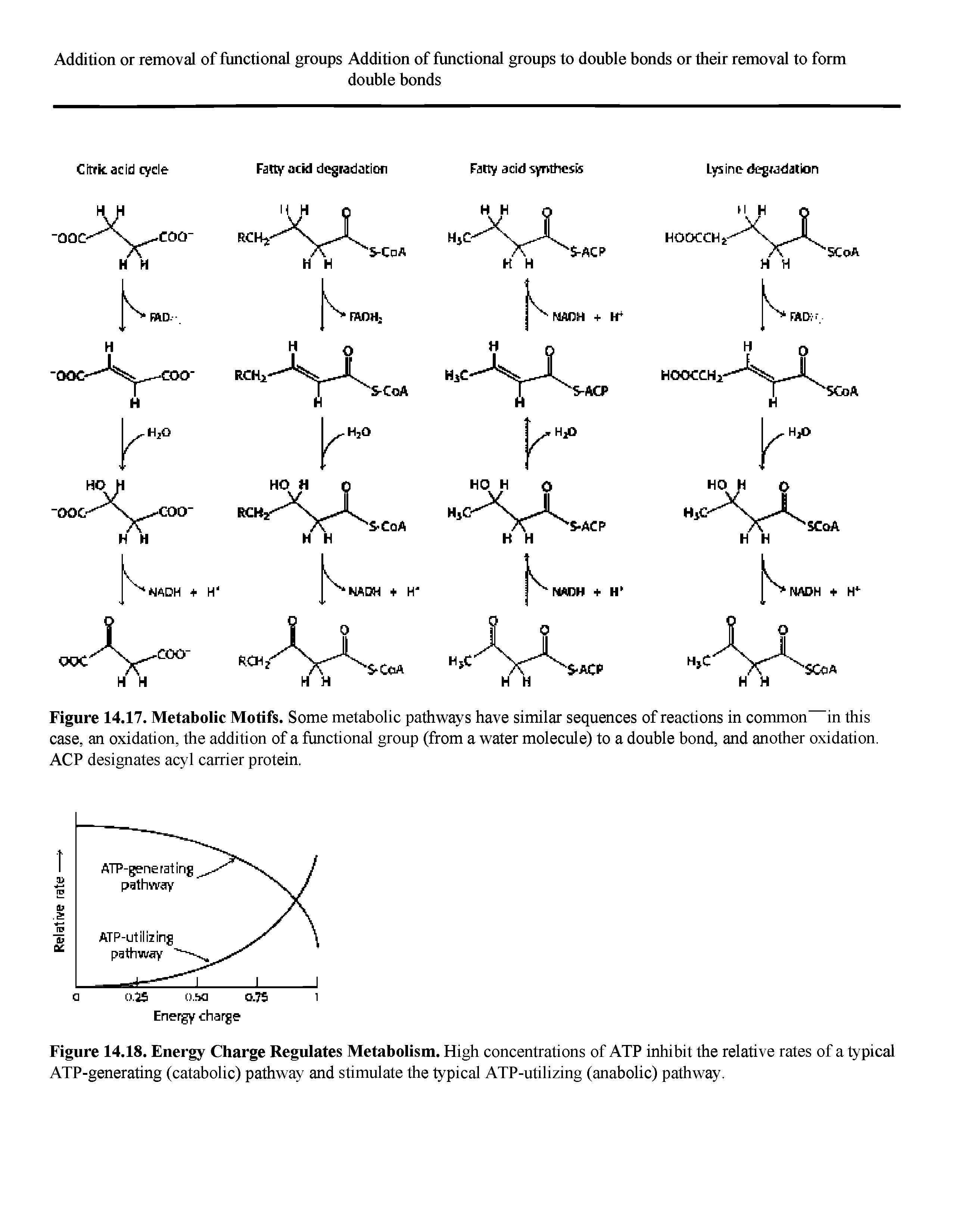 Figure 14.17. Metabolic Motifs. Some metabolic path vays have similar sequences of reactions in common in this case, an oxidation, the addition of a functional group (from a vv ater molecule) to a double bond, and another oxidation. ACP designates acyl carrier protein.