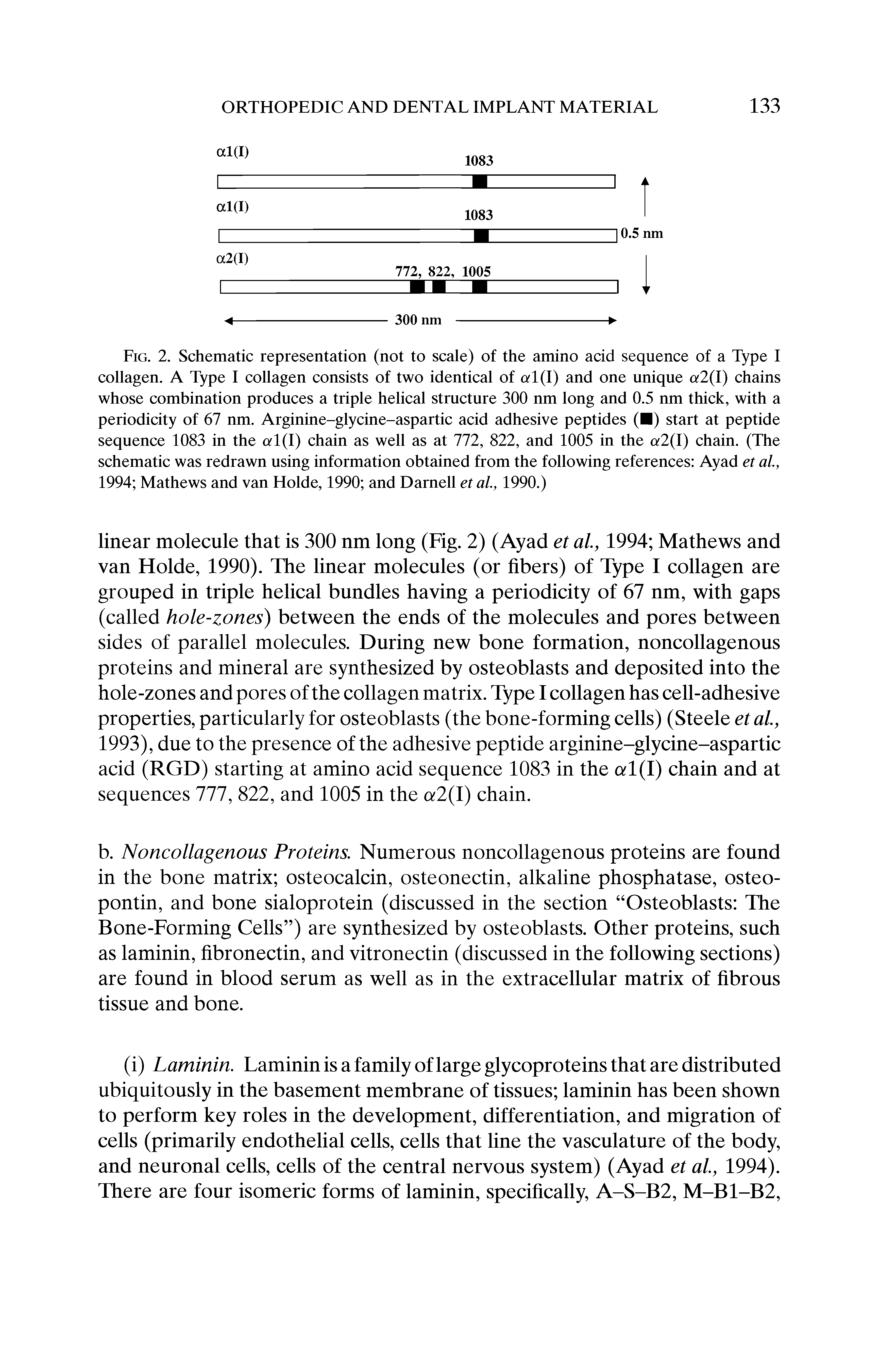 Fig. 2. Schematic representation (not to scale) of the amino acid sequence of a Type I collagen. A Type I collagen consists of two identical of cd(I) and one unique a2(I) chains whose combination produces a triple helical structure 300 nm long and 0.5 nm thick, with a periodicity of 67 nm. Arginine-glycine-aspartic acid adhesive peptides ( ) start at peptide sequence 1083 in the cd(I) chain as well as at 772, 822, and 1005 in the a2(l) chain. (The schematic was redrawn using information obtained from the following references Ayad et al, 1994 Mathews and van Holde, 1990 and Darnell et al, 1990.)...