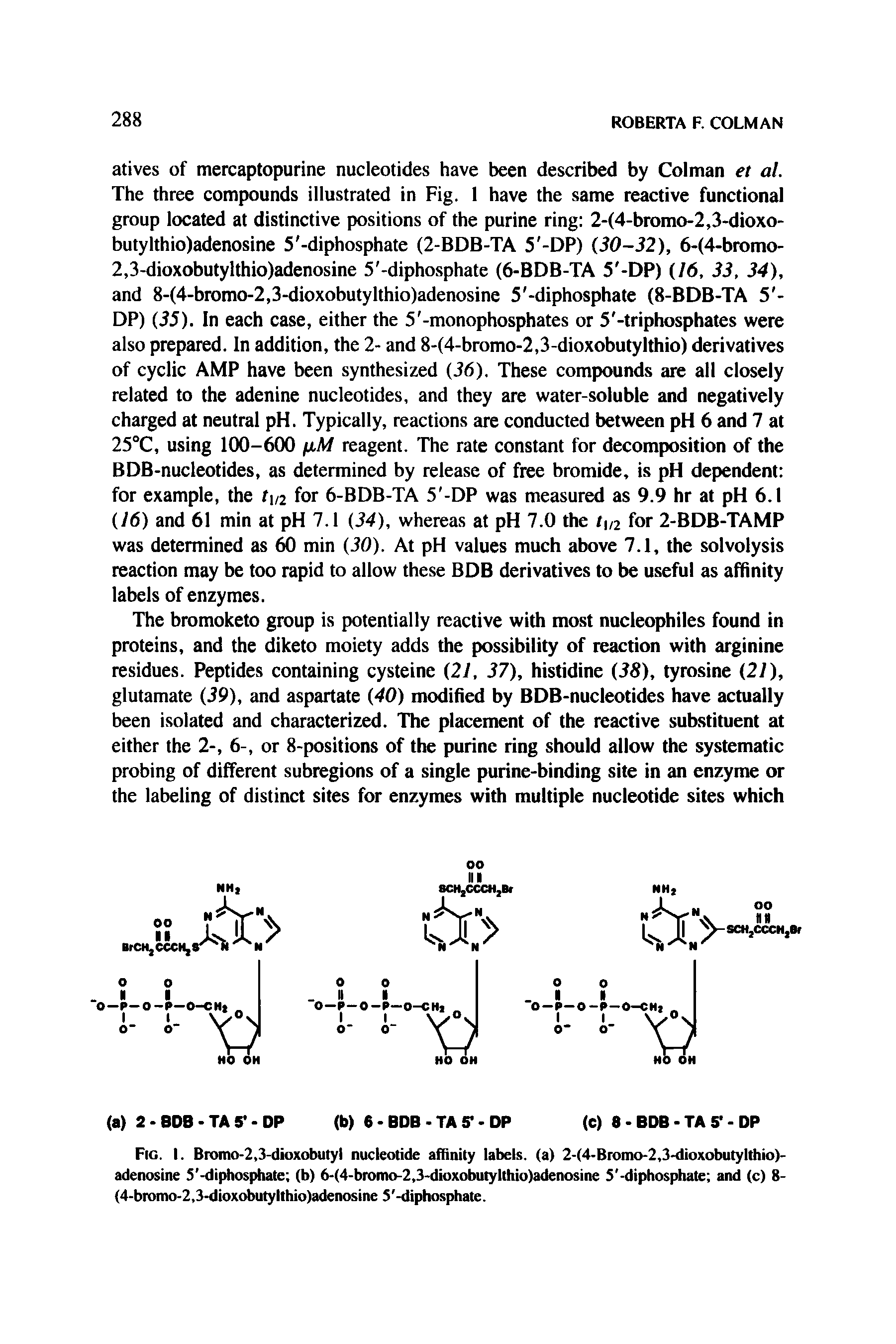 Fig. I. Bromo-2,3-dioxobutyl nucleotide affinity labels, (a) 2-(4-Bromo-2,3-dioxobutylthio)-adenosine S -diphosphate (b) 6-(4-bromo-2,3-dioxobutylthio)adenosine S -dipho phate and (c) 8-(4-bromo-2,3-dioxobutylthio)adenosine S -diphosphate.