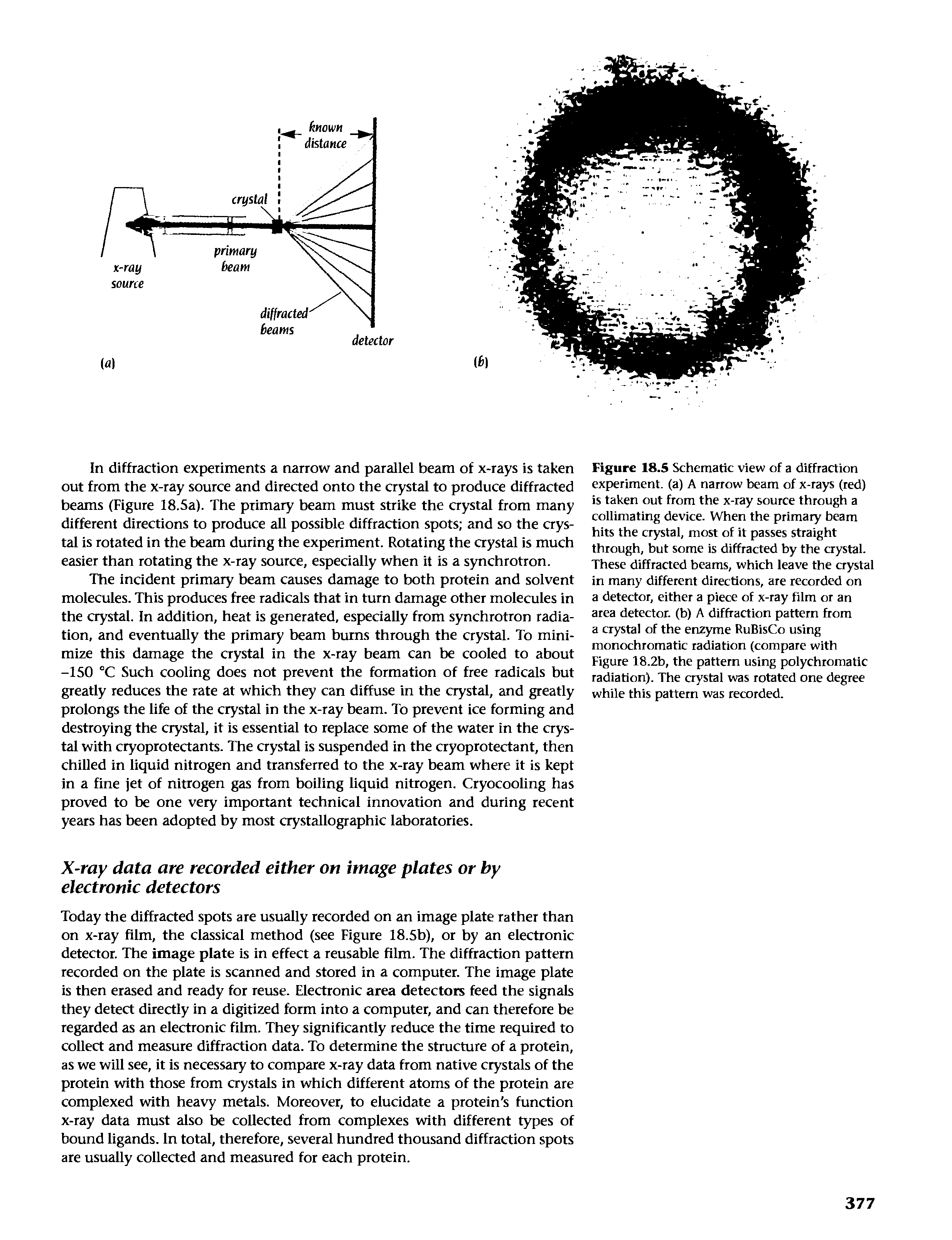 Figure 18.5 Schematic view of a diffraction experiment, (a) A narrow beam of x-rays (red) is taken out from the x-ray source through a collimating device. When the primary beam hits the crystal, most of it passes straight through, but some is diffracted by the crystal. These diffracted beams, which leave the crystal in many different directions, are recorded on a detector, either a piece of x-ray film or an area detector, (b) A diffraction pattern from a crystal of the enzyme RuBisCo using monochromatic radiation (compare with Figure 18.2b, the pattern using polychromatic radiation). The crystal was rotated one degree while this pattern was recorded.