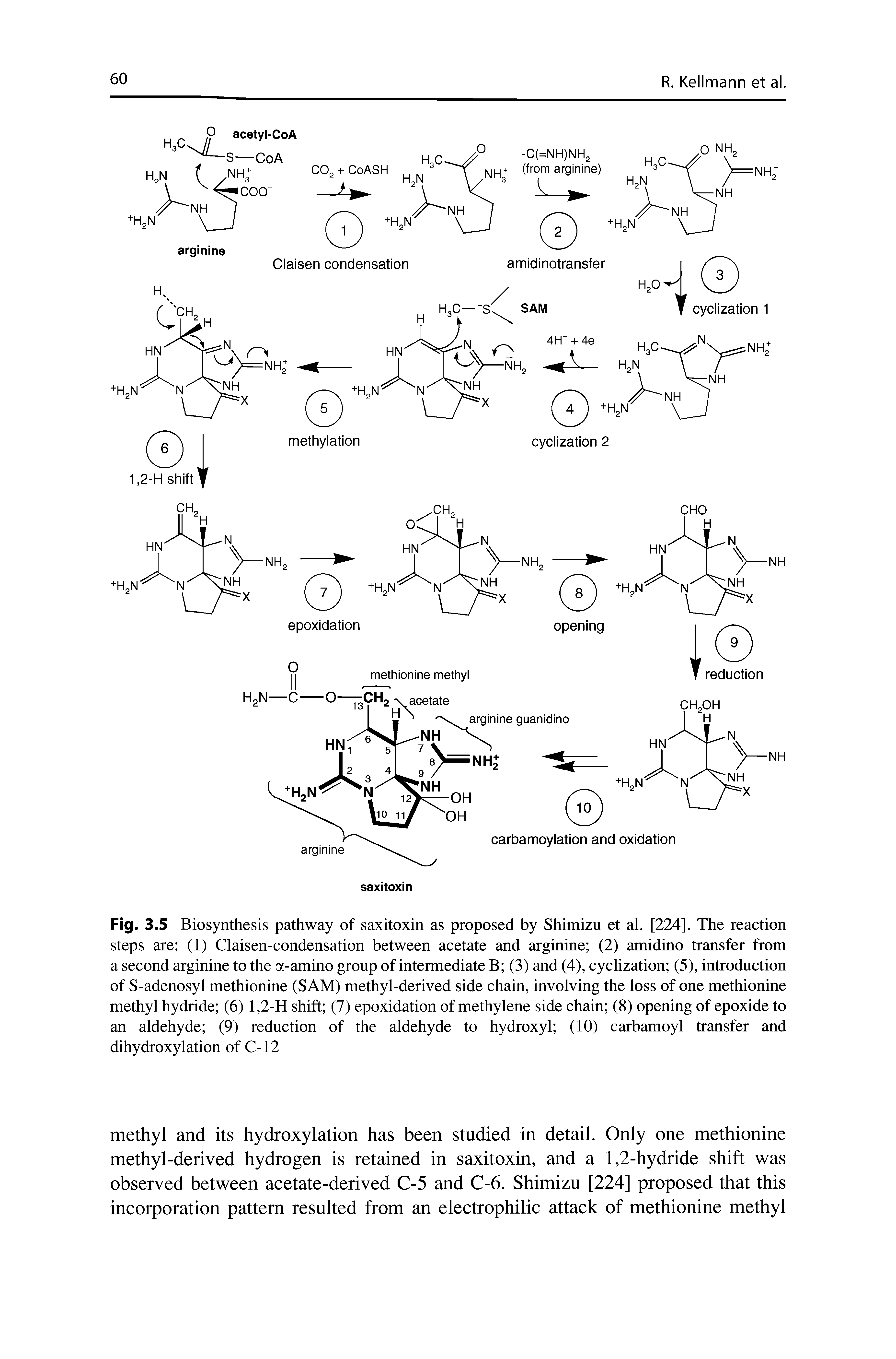 Fig. 3.5 Biosynthesis pathway of saxitoxin as proposed by Shimizu et al. [224]. The reaction steps are (1) Claisen-condensation between acetate and arginine (2) amidino transfer from a second arginine to the a-amino group of intermediate B (3) and (4), cyclization (5), introduction of S-adenosyl methionine (SAM) methyl-derived side chain, involving the loss of one methionine methyl hydride (6) 1,2-H shift (7) epoxidation of methylene side chain (8) opening of epoxide to an aldehyde (9) reduction of the aldehyde to hydroxyl (10) carbamoyl transfer and dihydroxylation of C-12...