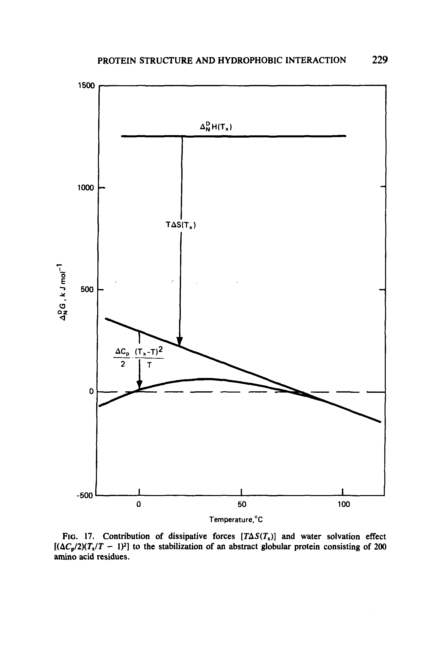 Fig. 17. Contribution of dissipative forces [TAS(T,)] and water solvation effect [(ACp/2)(r /r - l)2] to the stabilization of an abstract globular protein consisting of 200 amino acid residues.