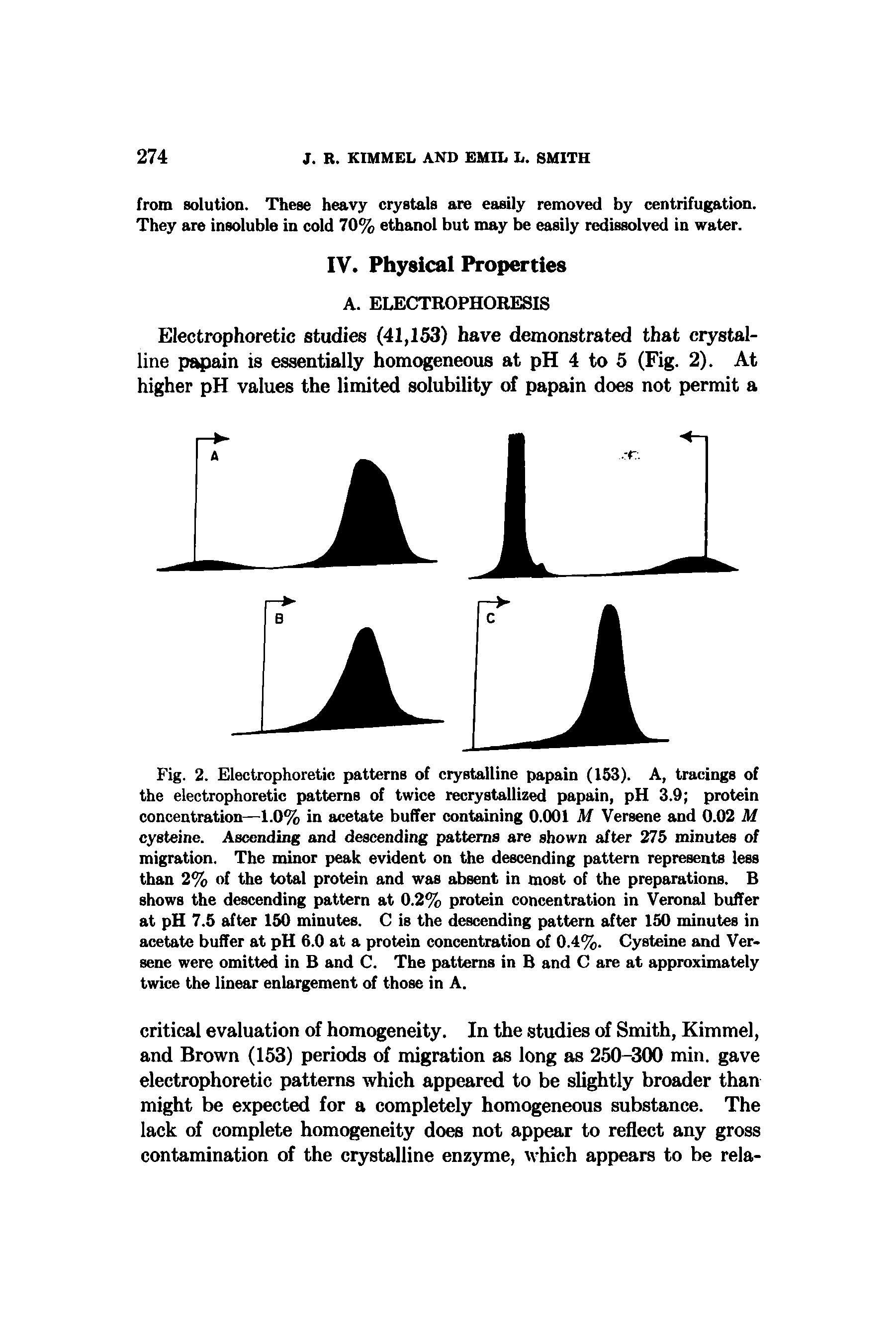 Fig. 2. Electrophoretic patterns of crystalline papain (153). A, tracings of the electrophoretic patterns of twice recrystallized papain, pH 3.9 protein concentration—1.0% in acetate buffer containing 0.001 M Versene and 0.02 M cysteine. Ascending and descending patterns are shown after 275 minutes of migration. The minor peak evident on the descending pattern represents less than 2% of the total protein and was absent in most of the preparations. B shows the descending pattern at 0.2% protein concentration in Veronal buffer at pH 7.5 after 150 minutes. C is the descending pattern after 150 minutes in acetate buffer at pH 6.0 at a protein concentration of 0.4%. Cysteine and Versene were omitted in B and C. The patterns in B and C are at approximately twice the linear enlargement of those in A.