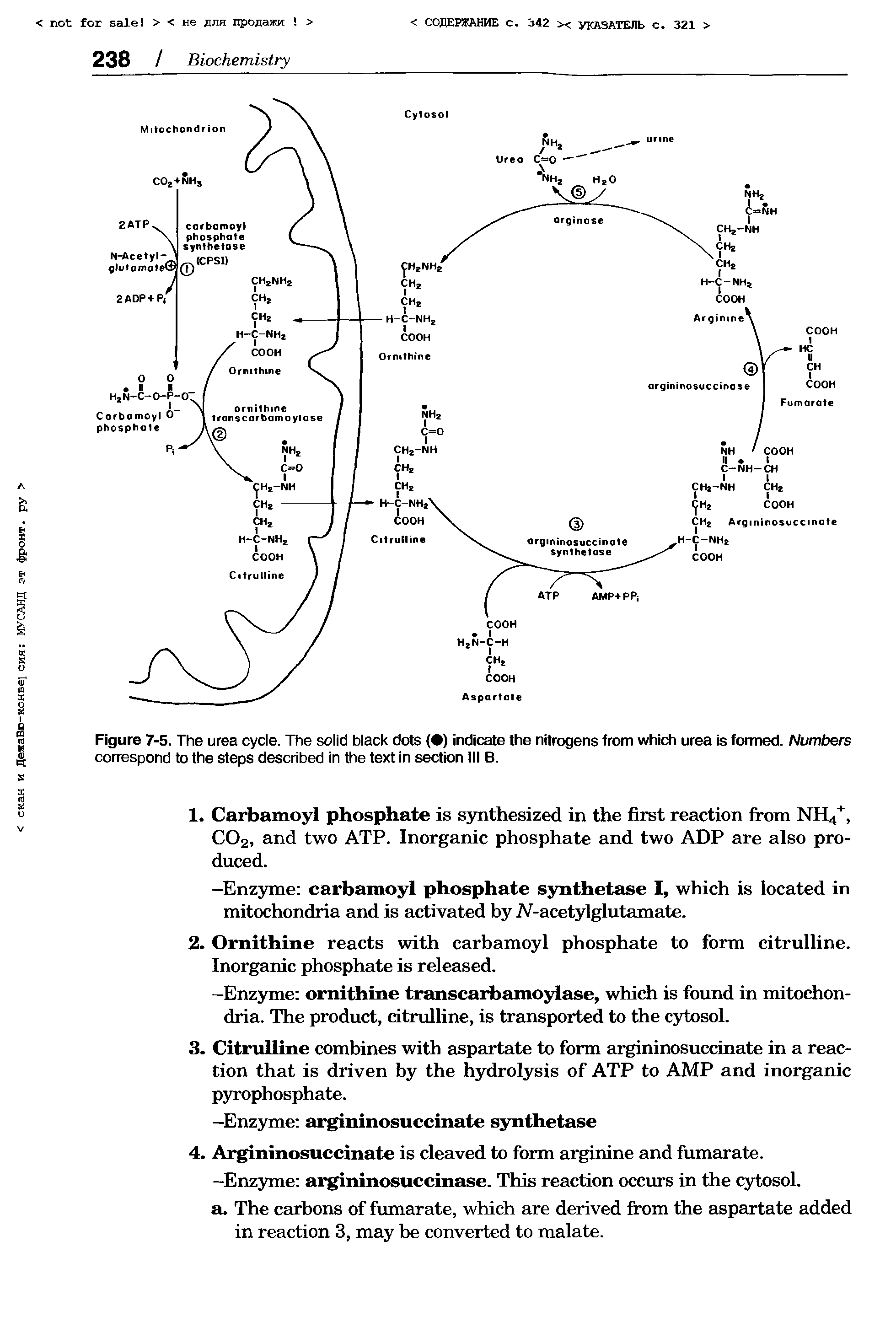 Figure 7-5. The urea cycle. The solid black dots ( ) indicate the nitrogens from which urea is formed. Numbers correspond to the steps described in the text in section III B. s...