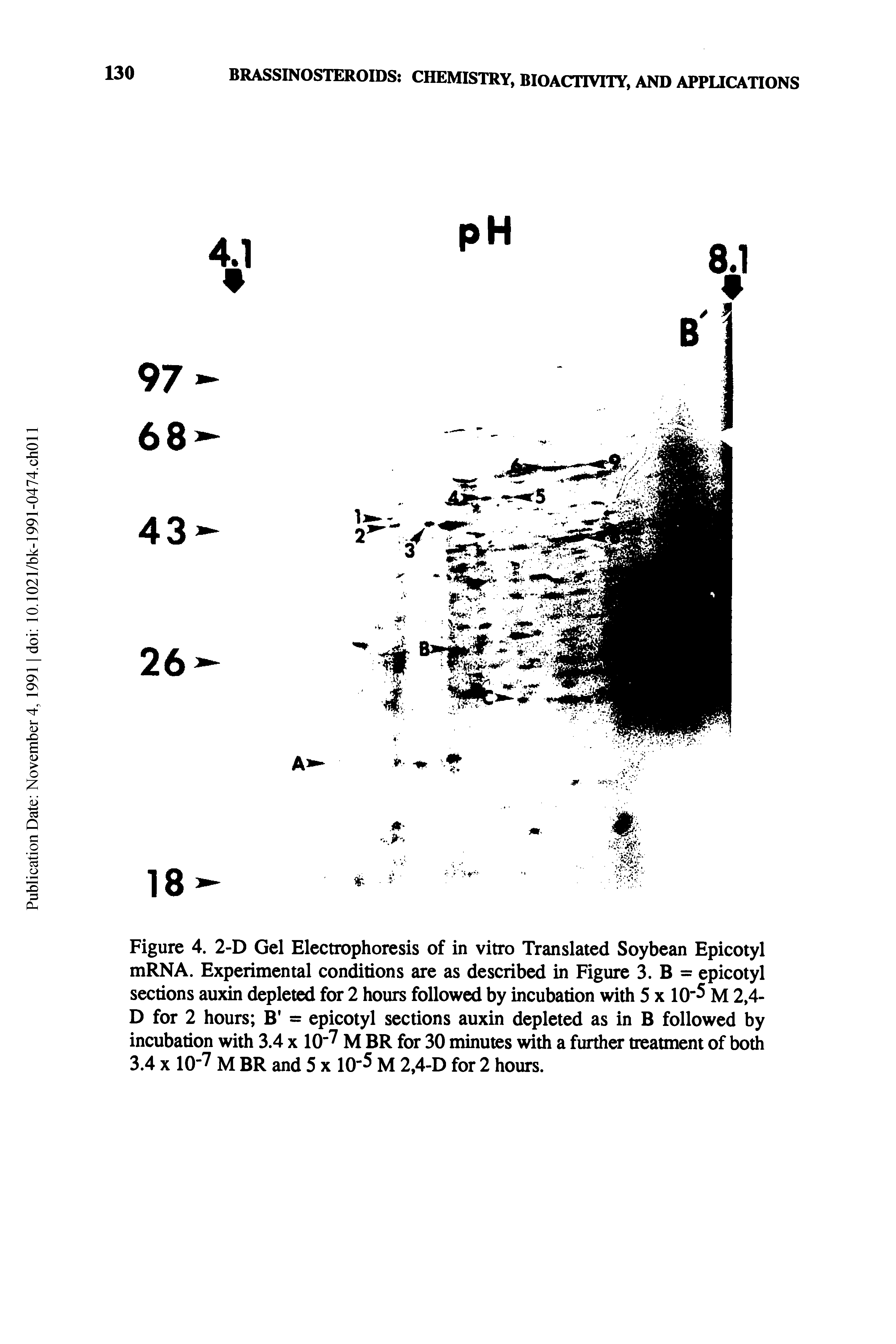 Figure 4. 2-D Gel Electrophoresis of in vitro Translated Soybean Epicotyl mRNA. Experimental conditions are as described in Figure 3. B = epicotyl sections auxin depleted for 2 hours followed by incubation with 5 x 10"5 M 2,4-D for 2 hours B = epicotyl sections auxin depleted as in B followed by incubation with 3.4 x 10 7 M BR for 30 minutes with a further treatment of both 3.4 x 10-7 M BR and 5 x 10 5 M 2,4-D for 2 hours.