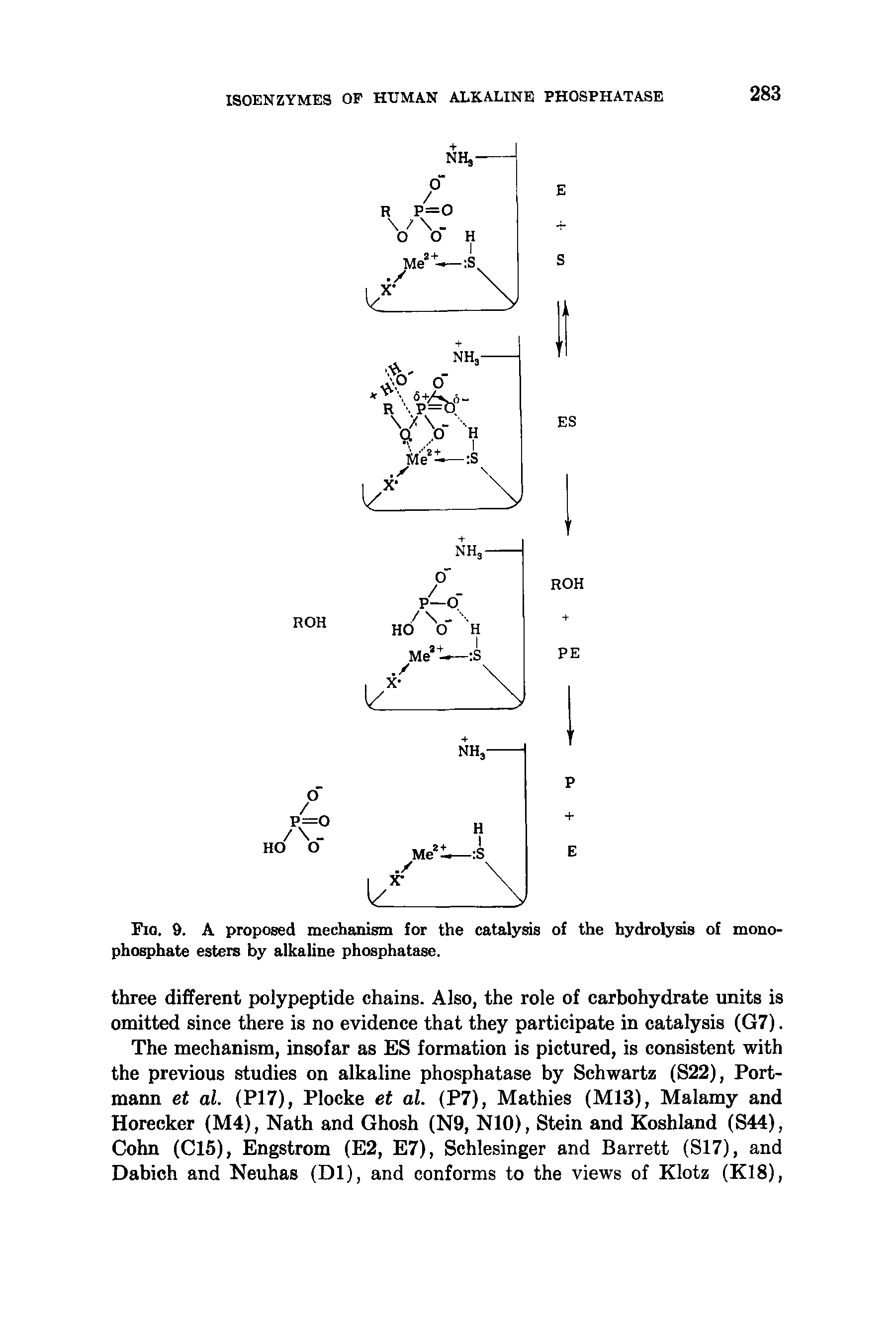 Fig. 9. A proposed mechanism for the catalyas of the hydrolysis of monophosphate esters by alkaline phosphatase.