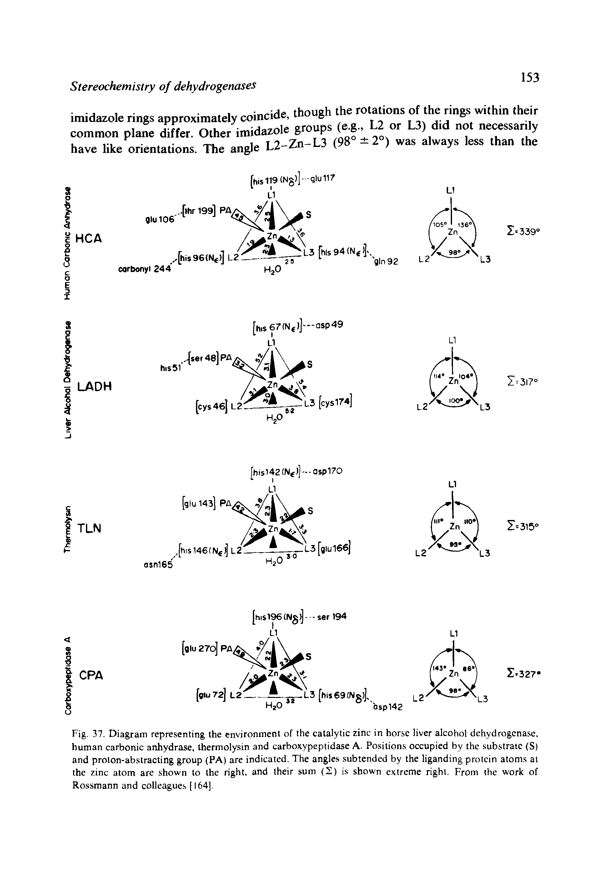 Fig. 37. Diagram representing the environment of the catalytic zinc in horse liver alcohol dehydrogenase, human carbonic anhydrase, thermolysin and carboxypeptidase A. Positions occupied by the substrate (S) and proton-abstracting group (PA) are indicated. The angles subtended by the liganding protein atoms at the zinc atom are shown to the right, and their sum (2) is shown extreme right. From the work of Rossmann and colleagues [ 164].