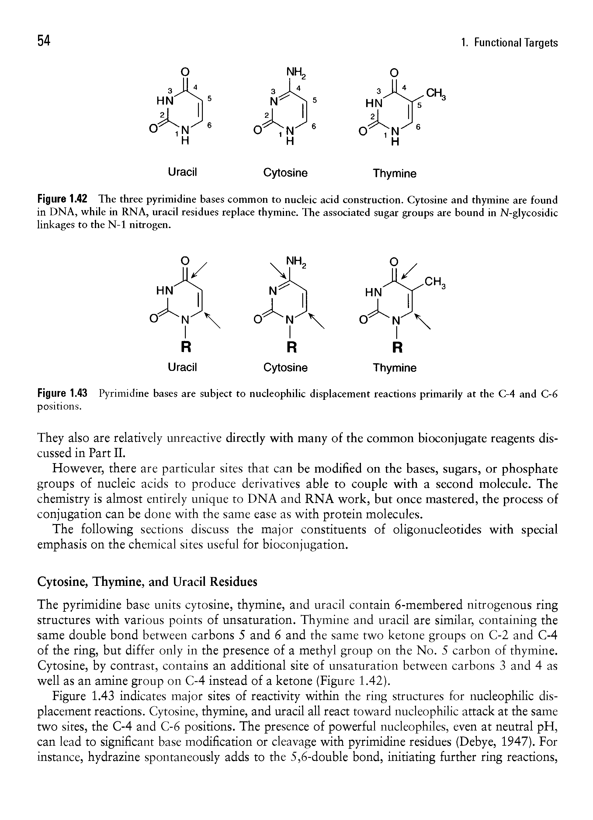 Figure 1.42 The three pyrimidine bases common to nucleic acid construction. Cytosine and thymine are found in DNA, while in RNA, uracil residues replace thymine. The associated sugar groups are bound in N-glycosidic linkages to the N-l nitrogen.