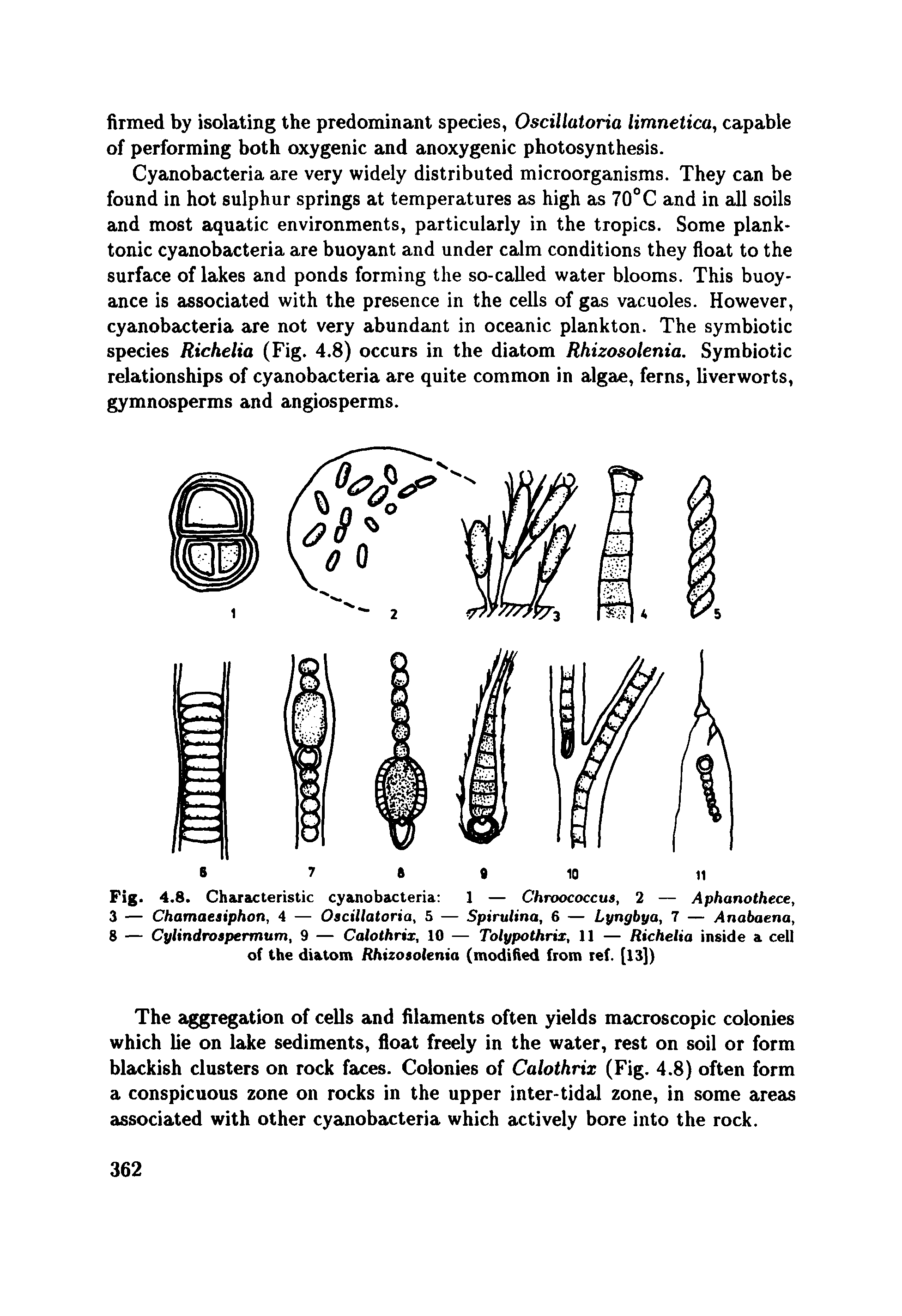 Fig. 4.8. Characteristic cyanobacteria 1 — Chroococcus, 2 — Aphanothece, 3 — Chamaeaiphon, 4 — Oscillatoria, 5 — Spirulina, 6 — Lyngbya, 7 — Anabaena, 8 — Cylindrospermum, 9 — Calothrix, 10 — Tolypothrix, 11 — Richelia inside a cell of the diatom Rhizosolenia (modified from ref. [13])...
