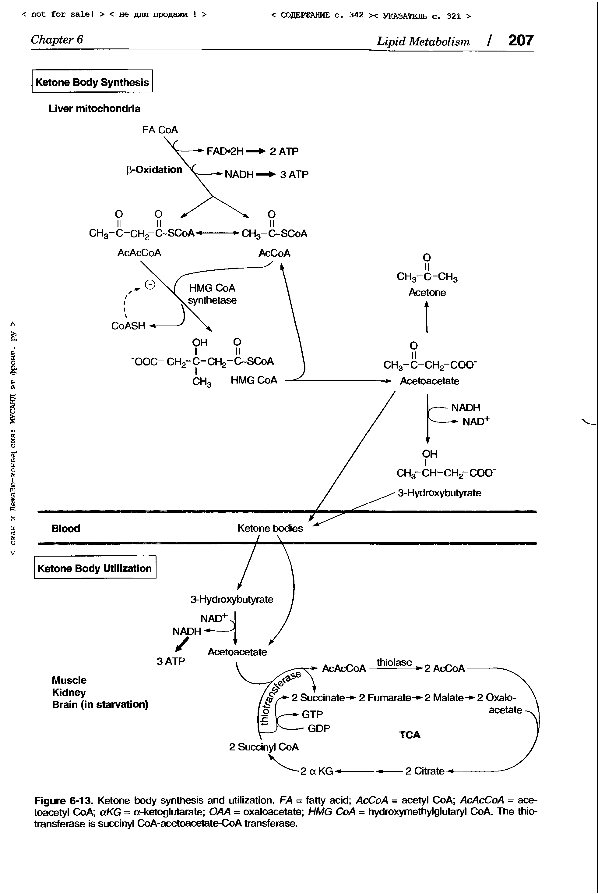 Figure 6-13. Ketone body synthesis and utilization. FA = fatty acid AcCoA = acetyl CoA AcAcCoA = ace-toacetyl CoA aKG = a-ketoglutarate OAA = oxaloacetate HMG CoA = hydroxymethylglutaryl CoA. The thio-transferase is succinyl CoA-acetoacetate-CoA transferase.