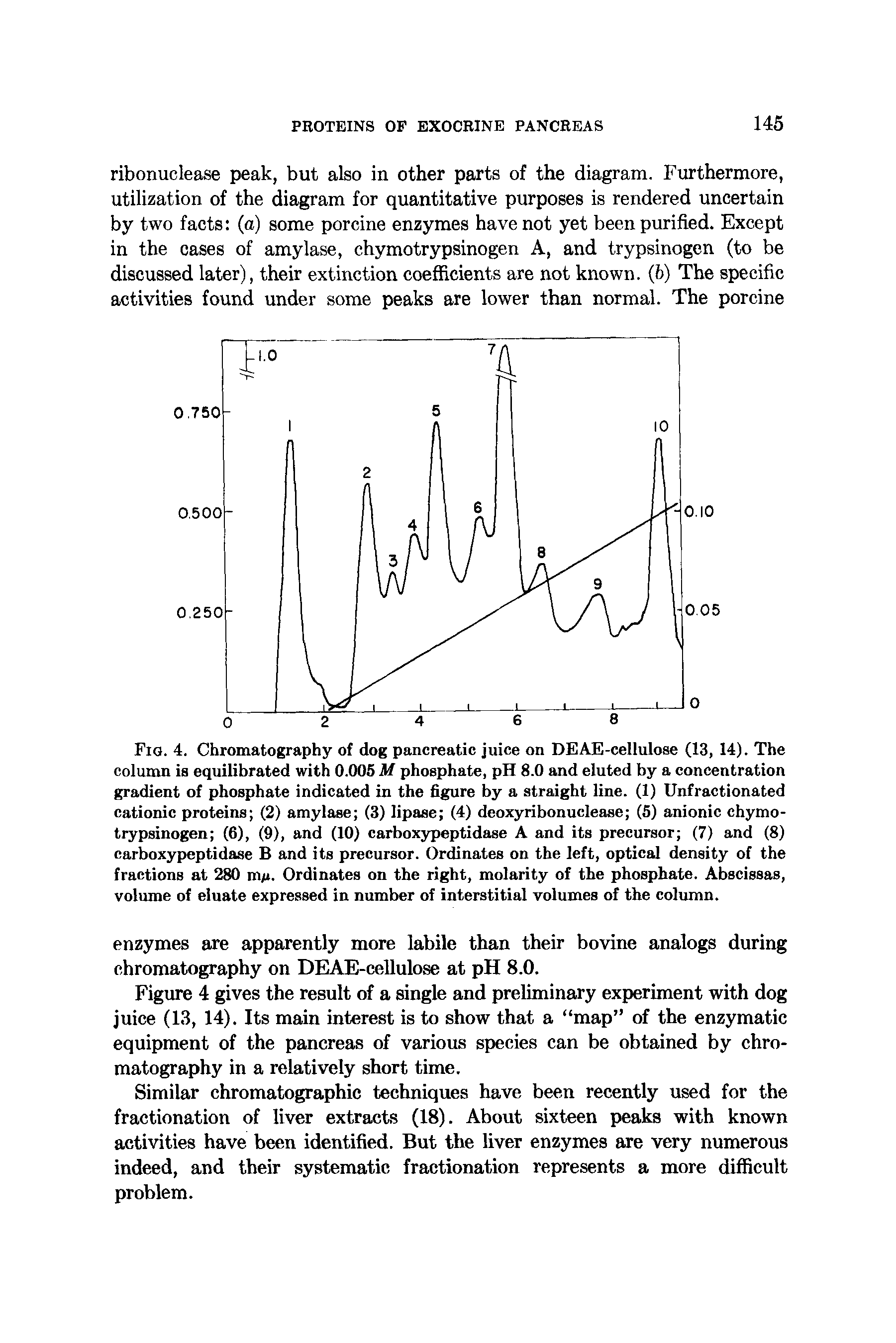 Fig. 4. Chromatography of dog pancreatic juice on DEAE-cellulose (13, 14). The column is equilibrated with 0.005 M phosphate, pH 8.0 and eluted by a concentration gradient of phosphate indicated in the figure by a straight line. (1) Unfractionated cationic proteins (2) amylase (3) lipase (4) deoxyribonuclease (5) anionic chymotrypsinogen (6), (9), and (10) carboxypeptidase A and its precursor (7) and (8) carboxypeptidase B and its precursor. Ordinates on the left, optical density of the fractions at 280 m/ . Ordinates on the right, molarity of the phosphate. Abscissas, volume of eluate expressed in number of interstitial volumes of the column.