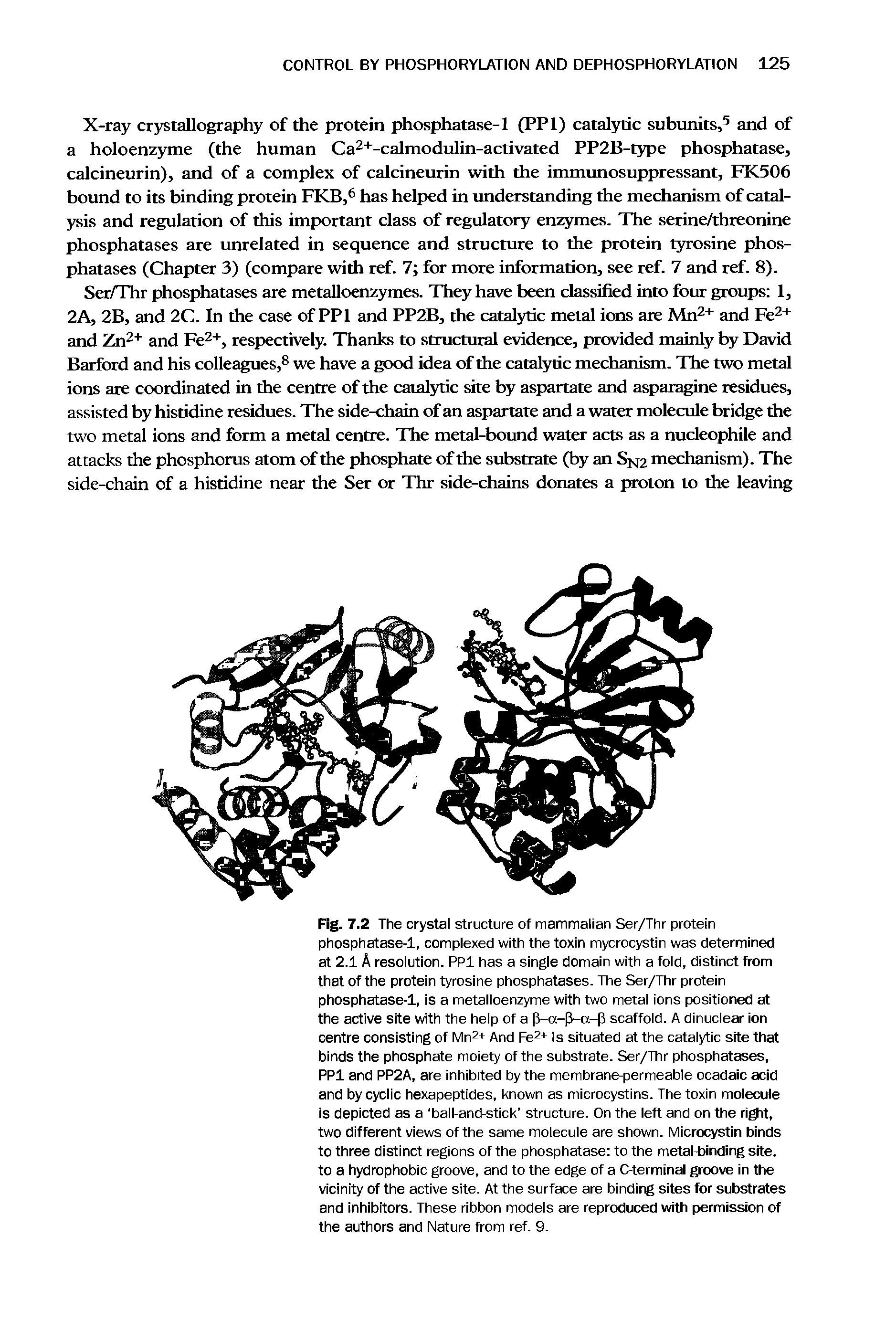 Fig. 7.2 Tlie crystal structure of mammalian Ser/Thr protein phosphatase-1, complexed with the toxin mycrocystin was determined at 2.1 A resolution. PPl has a single domain with a fold, distinct from that of the protein tyrosine phosphatases. The Ser/Thr protein phosphatase-1, is a metalloenzyme with two metal ions positioned at the active site with the help of a p-a-p-o-p scaffold. A dinuclear ion centre consisting of Mn2+ And Fe2+ g situated at the catalytic site that binds the phosphate moiety of the substrate. Ser/Thr phosphatases, PPl and PP2A, are inhibited by the membrane-permeable ocadaic acid and by cyclic hexapeptides, known as microcystins. The toxin molecule is depicted as a ball-and-stick structure. On the left and on the ri t, two different views of the same molecule are shown. Microcystin binds to three distinct regions of the phosphatase to the metaLbinding site, to a hydrophobic groove, and to the edge of a C-terminal groove in the vicinity of the active site. At the surface are binding sites for substrates and inhibitors. These ribbon models are reproduced vnth permission of the authors and Nature from ref. 9.