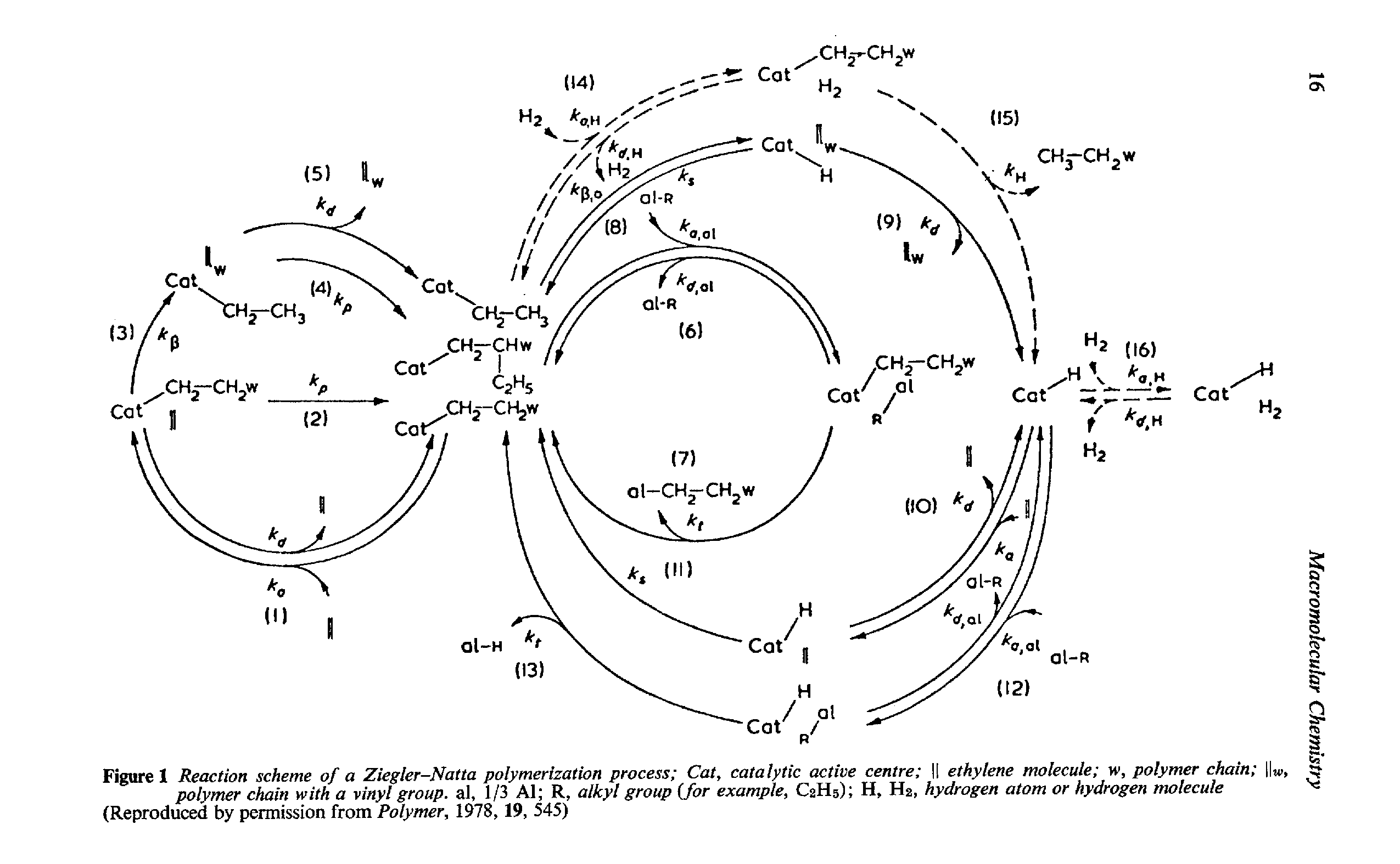 Figure 1 Reaction scheme of a Ziegler-Natta polymerization process Cat, catalytic active centre II ethylene molecule w, polymer chain ...