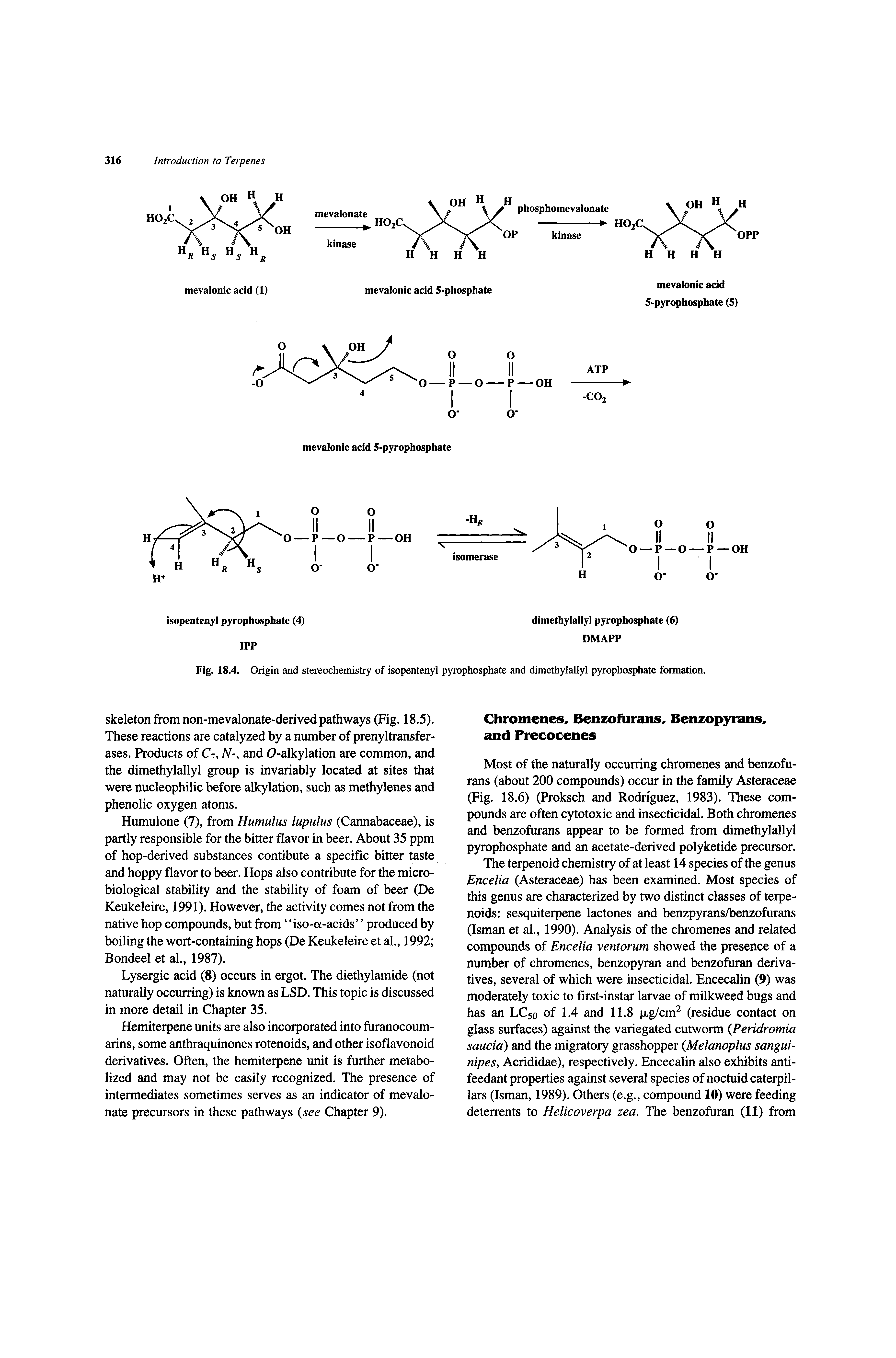 Fig. 18.4. Origin and stereochemistry of isopentenyl pyrophosphate and dimethylallyl pyrophosphate formation.