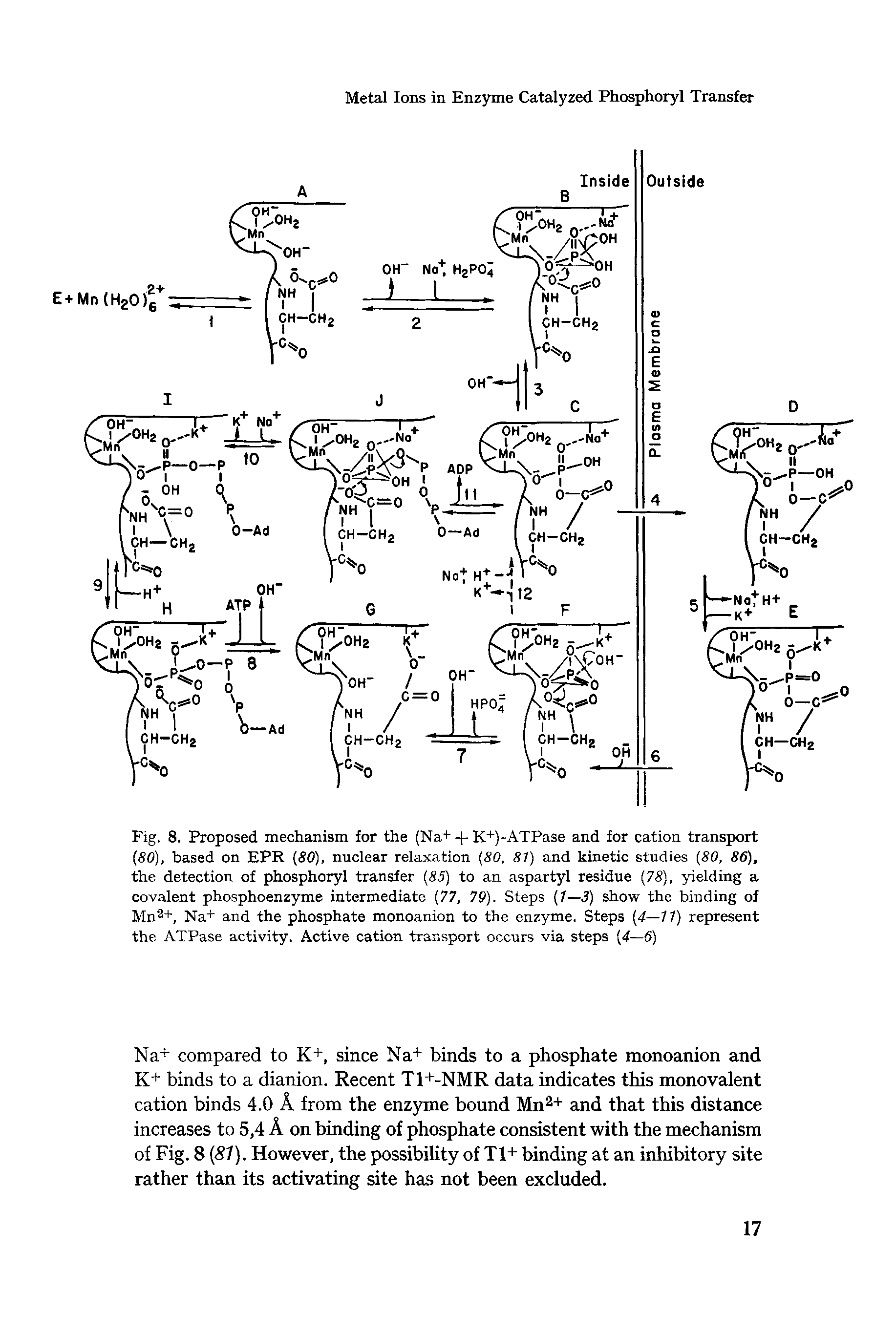 Fig. 8. Proposed mechanism for the (Na+ + K+)-ATPase and for cation transport (80), based on EPR (80), nuclear relaxation (80, 81) and kinetic studies (80, 86), the detection of phosphoryl transfer (85) to an aspartyl residue (78), yielding a covalent phosphoenzyme intermediate (77, 79). Steps (1—3) show the binding of Mna+, Na+ and the phosphate monoanion to the enzyme. Steps (4—11) represent the ATPase activity. Active cation transport occurs via steps (4—6)...