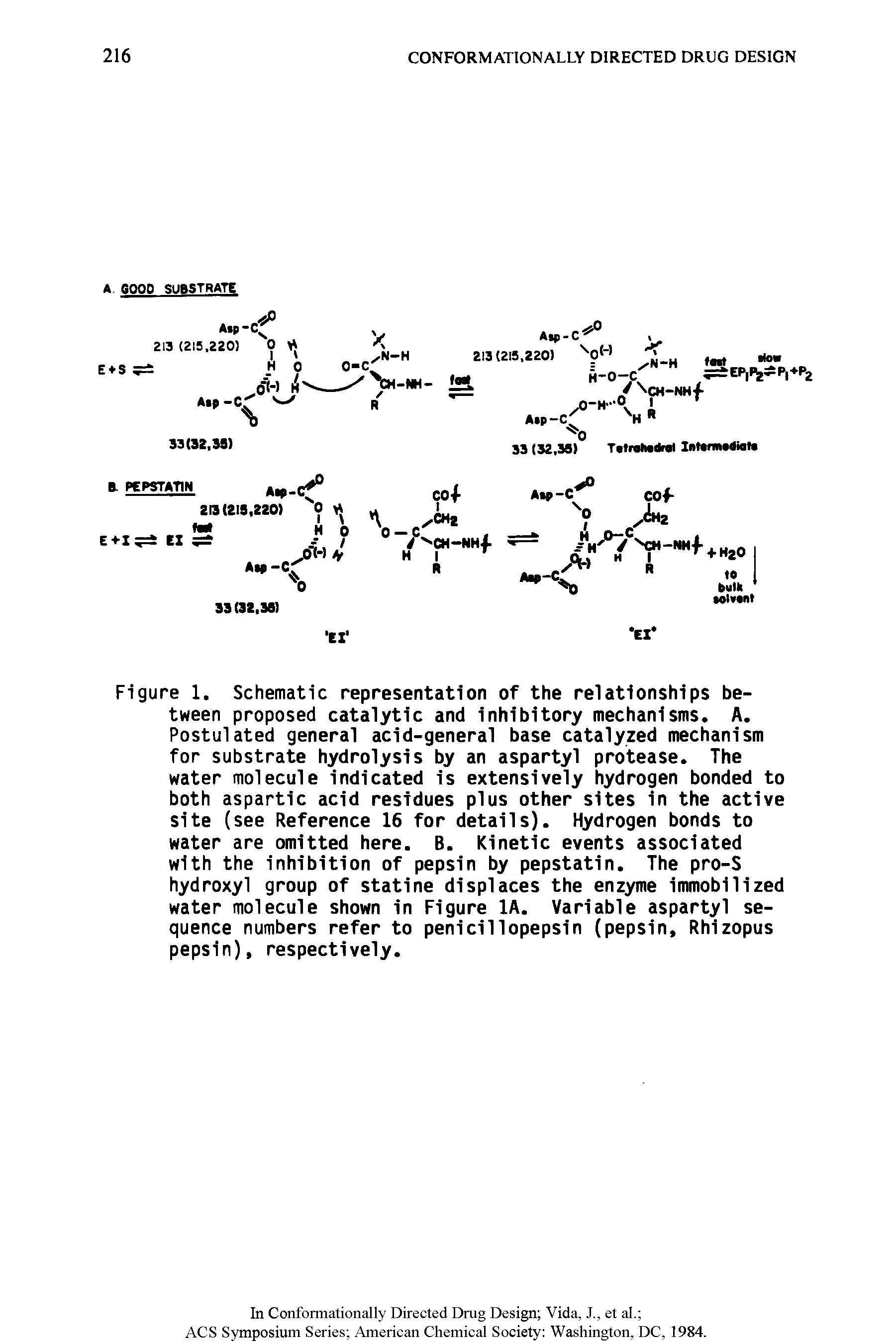 Figure 1. Schematic representation of the relationships between proposed catalytic and inhibitory mechanisms. A. Postulated general acid-general base catalyzed mechanism for substrate hydrolysis by an aspartyl protease. The water molecule indicated is extensively hydrogen bonded to both aspartic acid residues plus other sites in the active site (see Reference 16 for details). Hydrogen bonds to water are omitted here. B. Kinetic events associated with the inhibition of pepsin by pepstatin. The pro-S hydroxyl group of statine displaces the enzyme immobilized water molecule shown in Figure lA. Variable aspartyl sequence numbers refer to penicillopepsin (pepsin, Rhizopus pepsin), respectively.