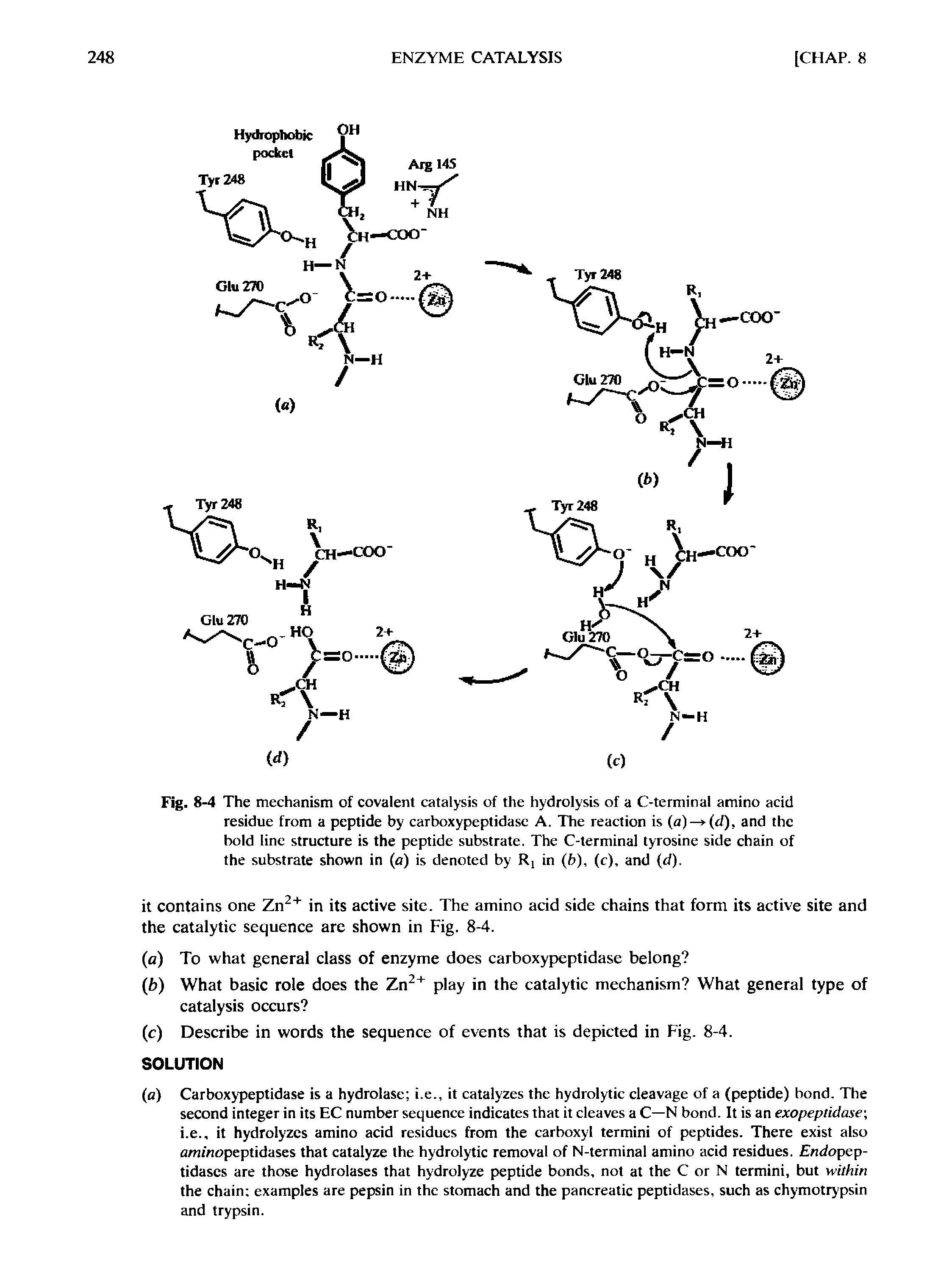 Fig. 8-4 The mechanism of covalent catalysis of the hydrolysis of a C-terminal amino acid residue from a peptide by carboxypeptidase A. The reaction is (a) —> (d), and the bold line structure is the peptide substrate. The C-terminal tyrosine side chain of the substrate shown in (a) is denoted by in (ft), (c), and (d).