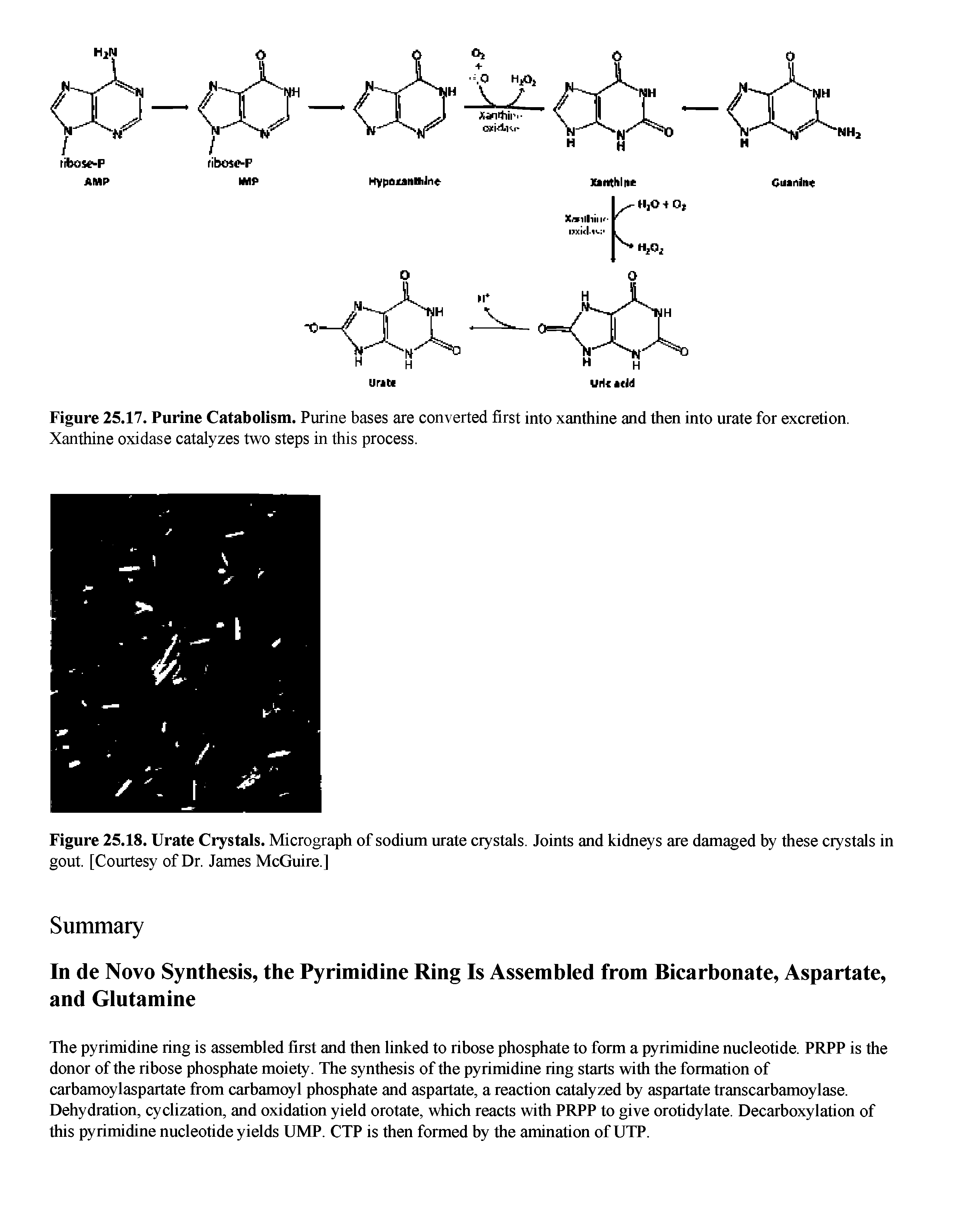 Figure 25.17. Purine Catabolism. Purine bases are converted first into xanthine and then into urate for excretion. Xanthine oxidase catalyzes two steps in this process.