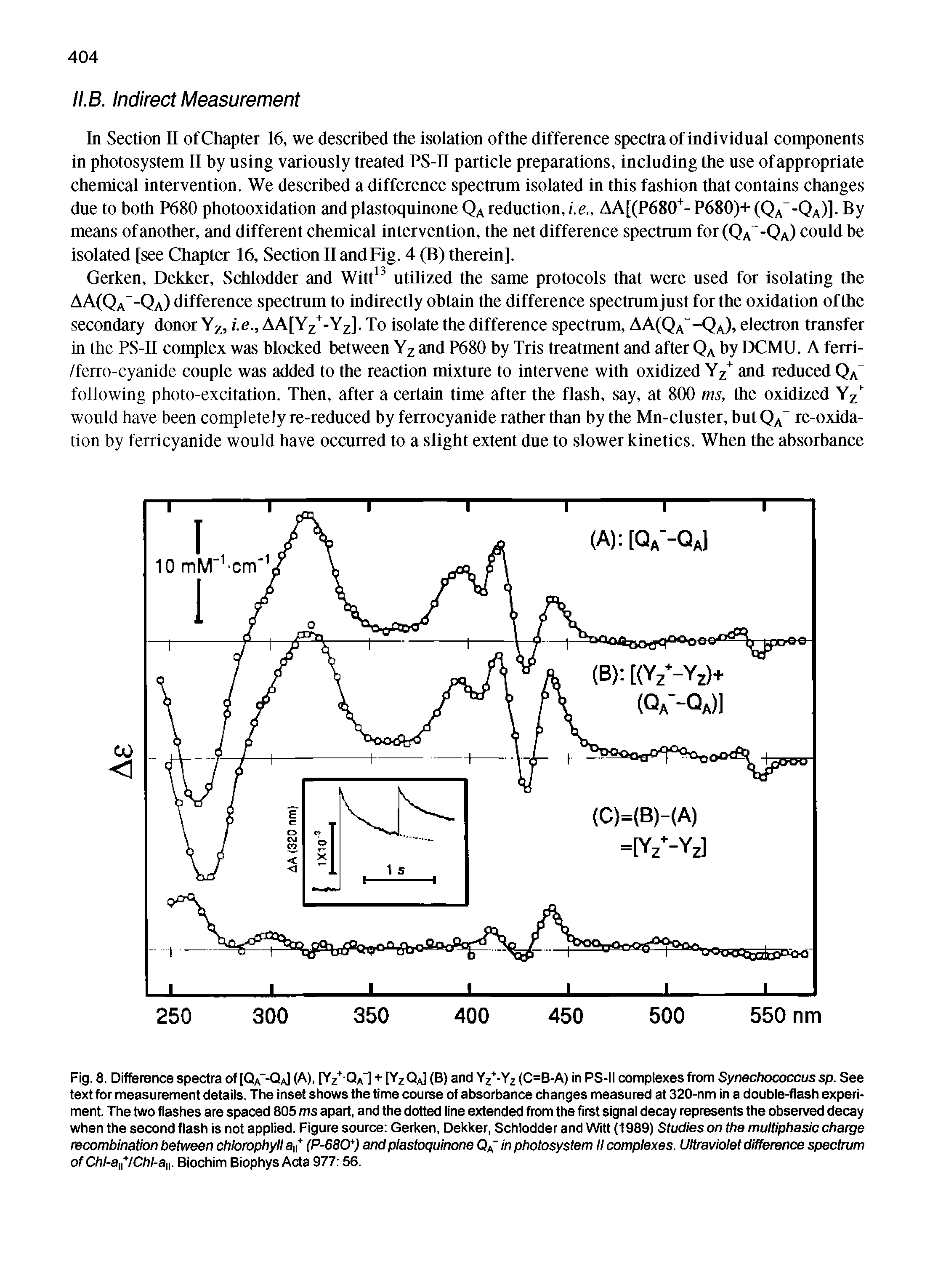 Fig. 8. Difference spectra of [Qa"-Qa1 (A), [Yz QaI + [Yz QaI (B) and Yz -Yz (C=B-A) in PS-ii complexes from Synechococcus sp. See text for measurement details. The inset shows the time course of absorbance changes measured at 320-nm in a double-flash experiment. The two flashes are spaced 805 ms apart, and the dotted line extended from the first signal decay represents the observed decay when the second flash is not applied. Figure source Gerken, Dekker, Schlodder and Witt (1989) Studies on the multiphasic charge recombination between chlorophyll 3 (P-680 ) and plastoquinone Qa" in photosystem II complexes. Ultraviolet difference spectrum of Chl-anlChl-a. Biochim Biophys Acta 977 56.