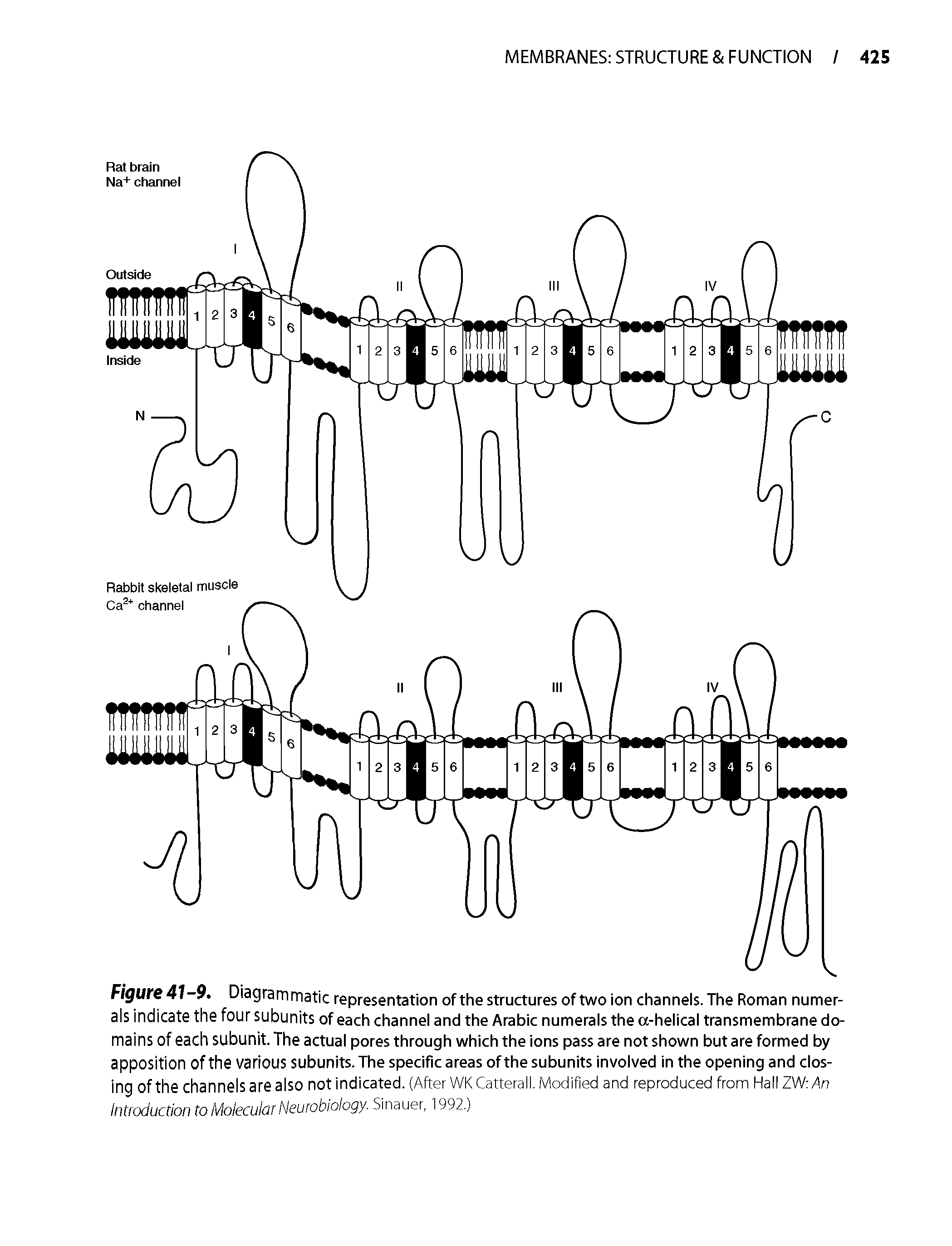 Figure 41-9. Diagrammatic representation of the structures of two ion channels. The Roman numerals indicate the four subunits of each channel and the Arabic numerals the a-helical transmembrane domains of each subunit. The actual pores through which the ions pass are not shown but are formed by apposition of the various subunits. The specific areas of the subunits involved in the opening and closing of the channels are also not indicated. (After WKCatterall. Modified and reproduced from Hall ZW An Introduction to Molecular Neurobiology. Sinauer, 1992.)...