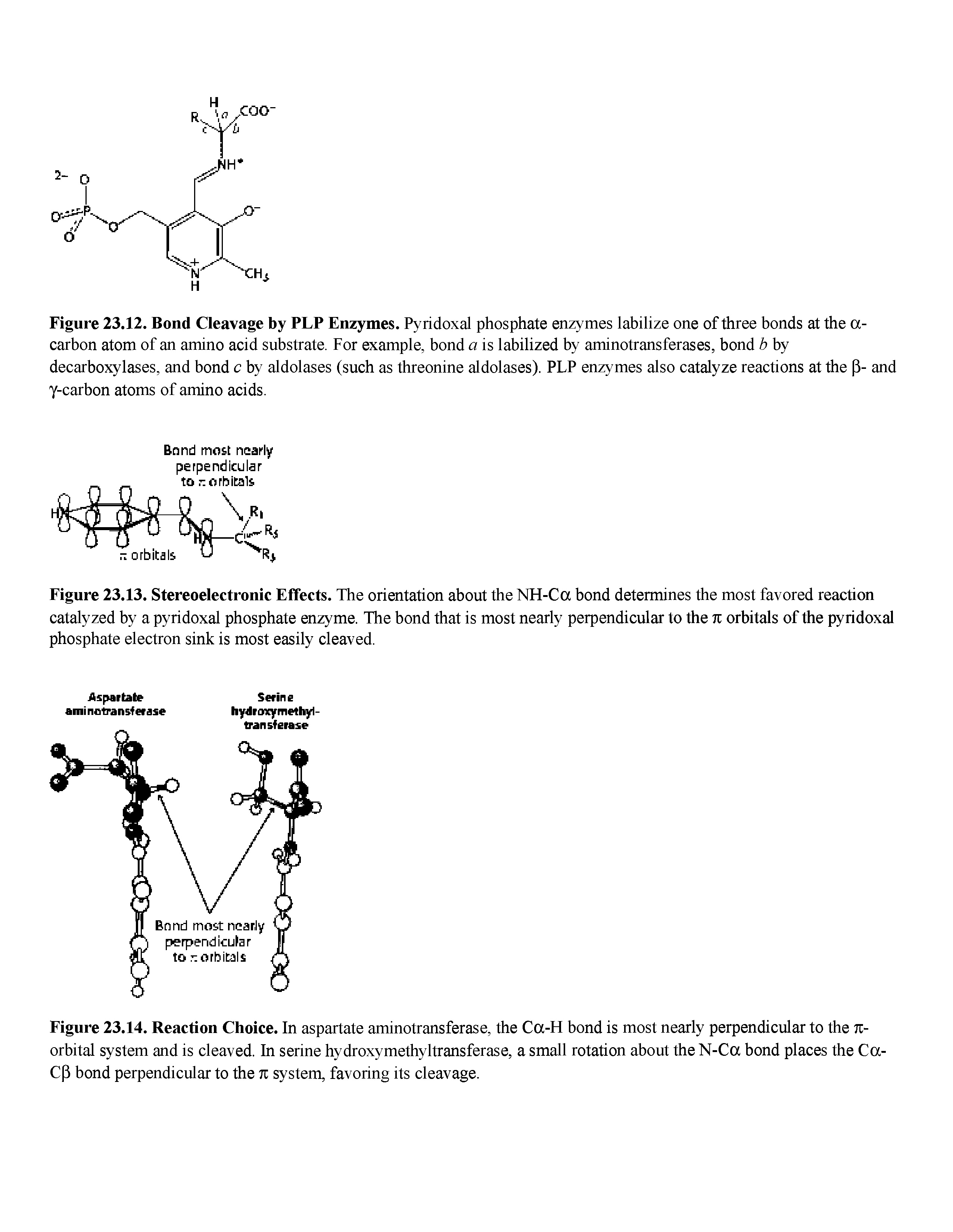 Figure 23.13. Stereoelectronic Effects. The orientation about the NH-Ca bond determines the most favored reaction catalyzed by a pyridoxal phosphate enzyme. The bond that is most nearly perpendicular to the 7i orbitals of the pyridoxal phosphate electron sink is most easily cleaved.