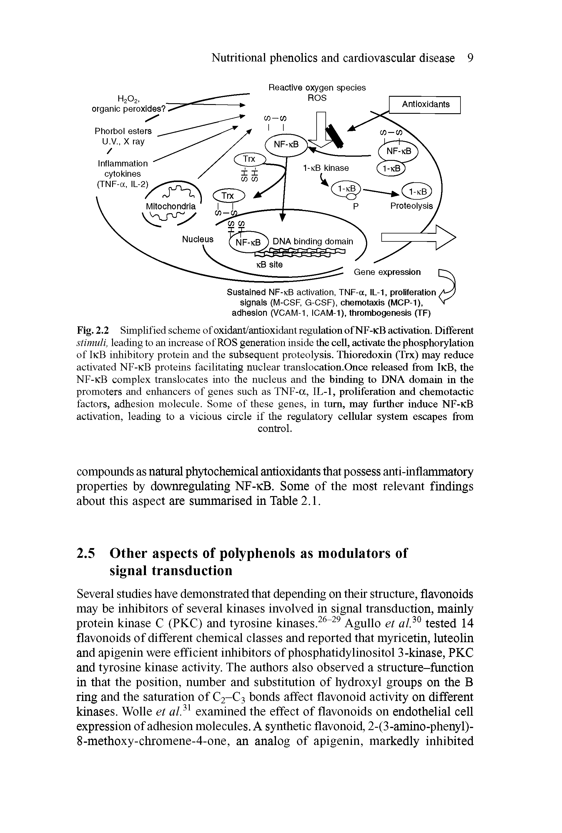 Fig. 2.2 Simplified scheme of oxidant/antioxidant regulation ofNF-KB activation. Different stimuli, leading to an increase of ROS generation inside the ceU, activate the phosphorylation of IkB inhibitory protein and the subsequent proteolysis. Thioredoxin (Trx) may reduce activated NF-kB proteins facilitating nuclear translocation.Qnce released from IkB, the NF-kB complex translocates into the nucleus and the binding to DNA domain in the promoters and enhancers of genes such as TNF-a, IL-1, proliferation and chemotactic factors, adhesion molecule. Some of these genes, in turn, may further induce NF-kB activation, leading to a vicious circle if the regulatory cellular system escapes from...