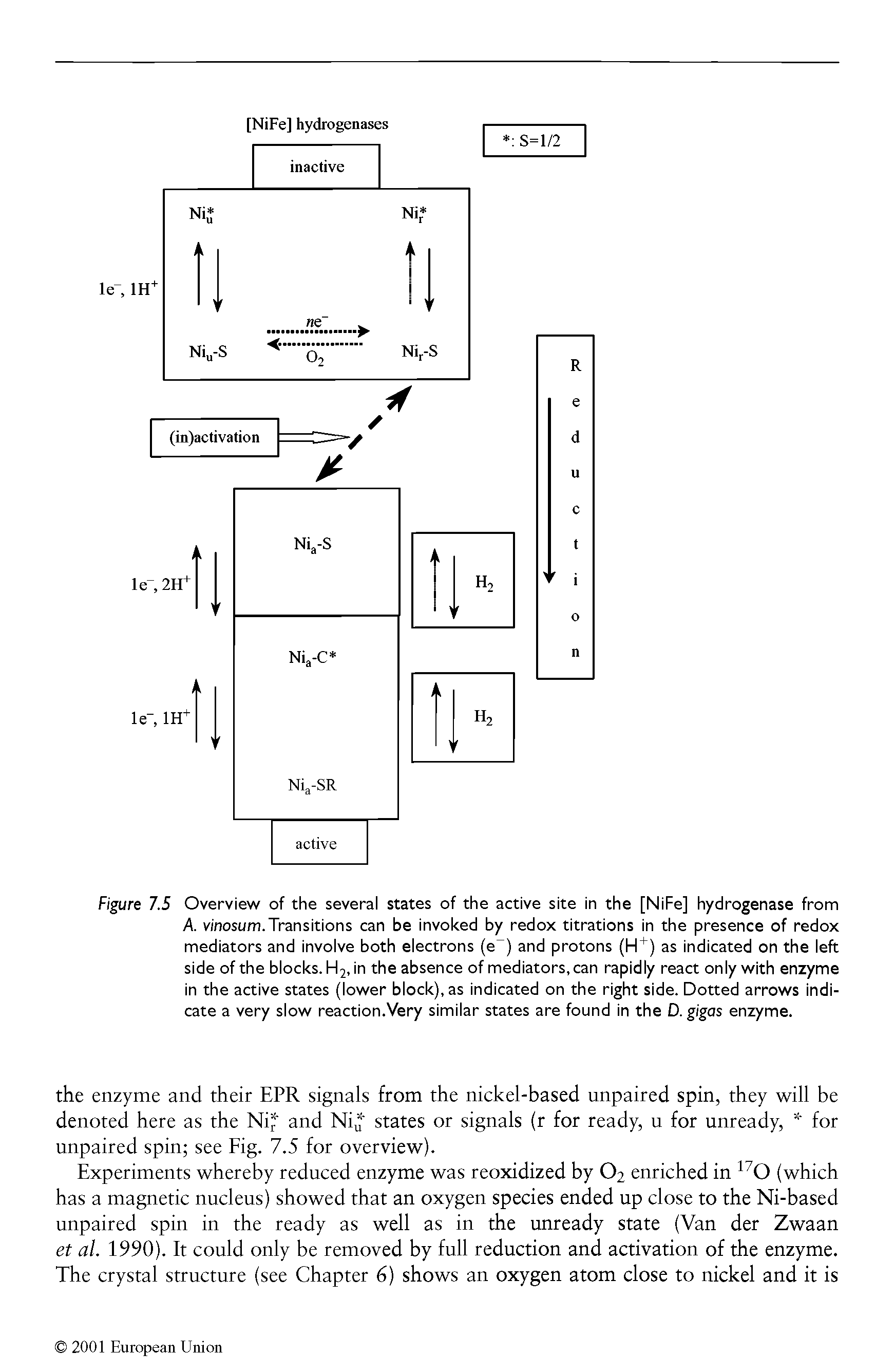 Figure 7.5 Overview of the several states of the active site in the [NiFe] hydrogenase from A. v/nosum.Transitions can be invoked by redox titrations in the presence of redox mediators and involve both electrons (e ) and protons (H ) as indicated on the left side of the blocks. H2, in the absence of mediators, can rapidly react only with enzyme in the active states (lower block), as indicated on the right side. Dotted arrows indicate a very slow reaction.Very similar states are found in the D. gigas enzyme.