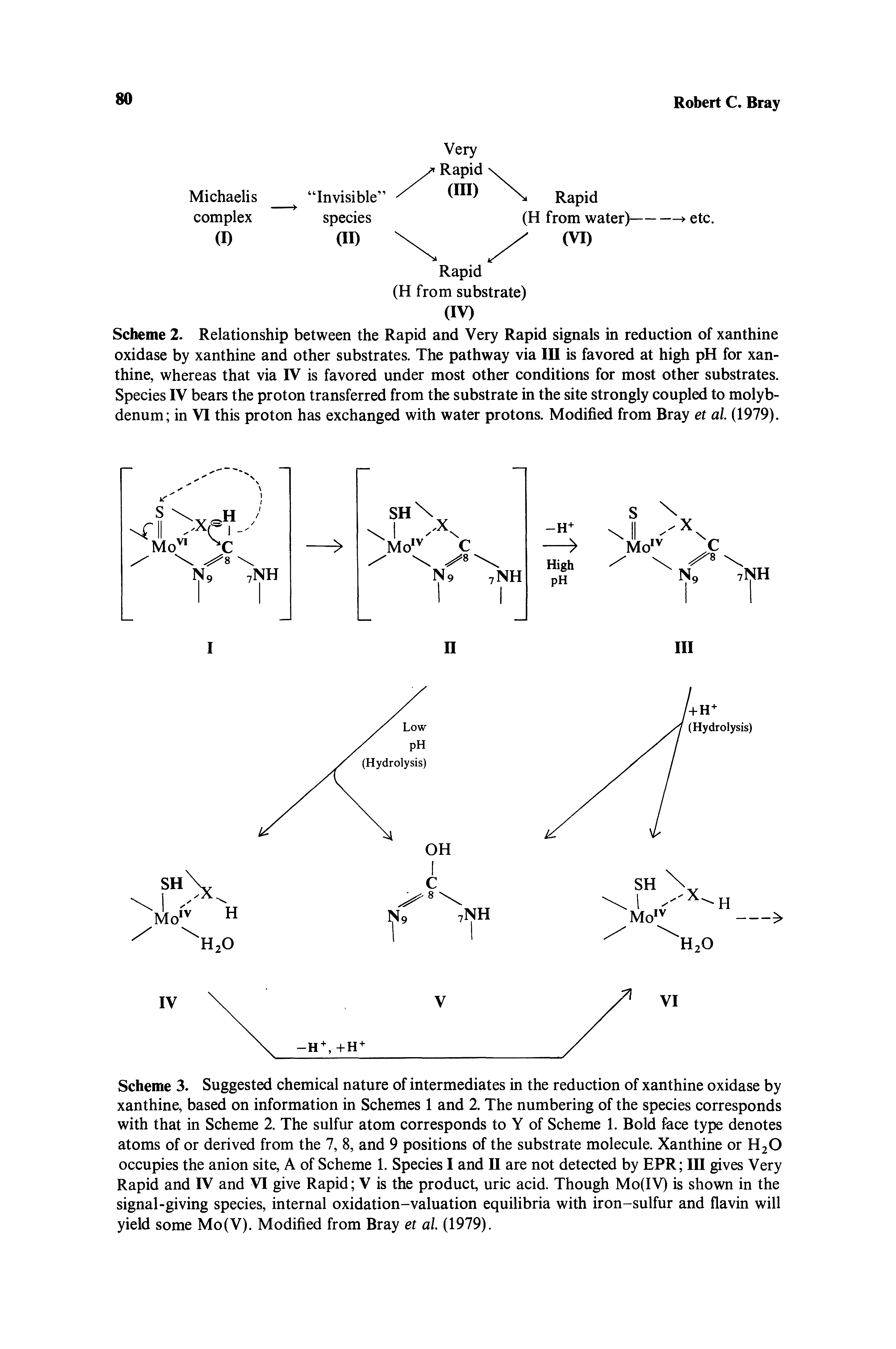 Scheme 3. Suggested chemical nature of intermediates in the reduction of xanthine oxidase by xanthine, based on information in Schemes 1 and 2. The numbering of the species corresponds with that in Scheme 2. The sulfur atom corresponds to Y of Scheme 1. Bold face type denotes atoms of or derived from the 7, 8, and 9 positions of the substrate molecule. Xanthine or H2O occupies the anion site, A of Scheme 1. Species I and II are not detected by EPR III gives Very Rapid and IV and VI give Rapid V is the product, uric acid. Though Mo(IV) is shown in the signal-giving species, internal oxidation-valuation equilibria with iron-sulfur and flavin will yield some Mo(V). Modified from Bray et al. (1979).