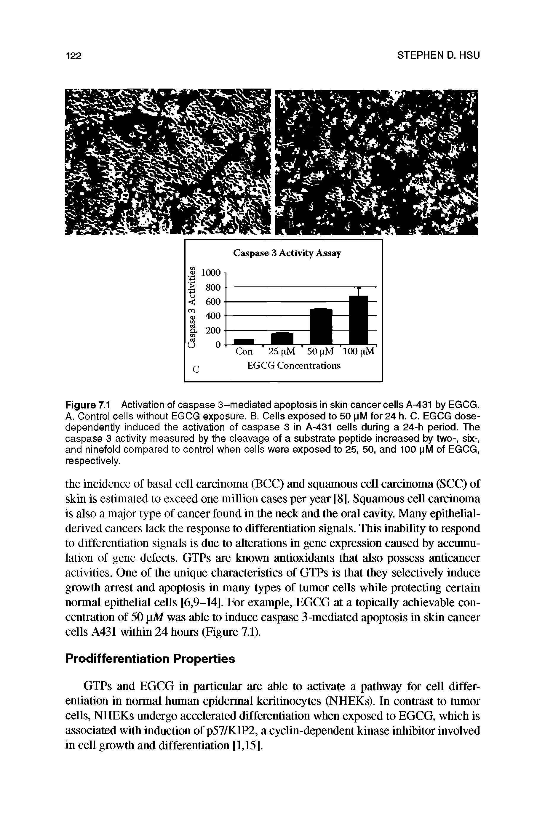 Figure 7.1 Activation of caspase 3-mediated apoptosis in skin cancer cells A-431 by EGCG. A. Control cells without EGCG exposure. B. Cells exposed to 50 pM for 24 h. C. EGCG dose-dependently induced the activation of caspase 3 in A-431 cells during a 24-h period. The caspase 3 activity measured by the cleavage of a substrate peptide increased by two-, six-, and ninefold compared to control when cells were exposed to 25, 50, and 100 pM of EGCG, respectively.