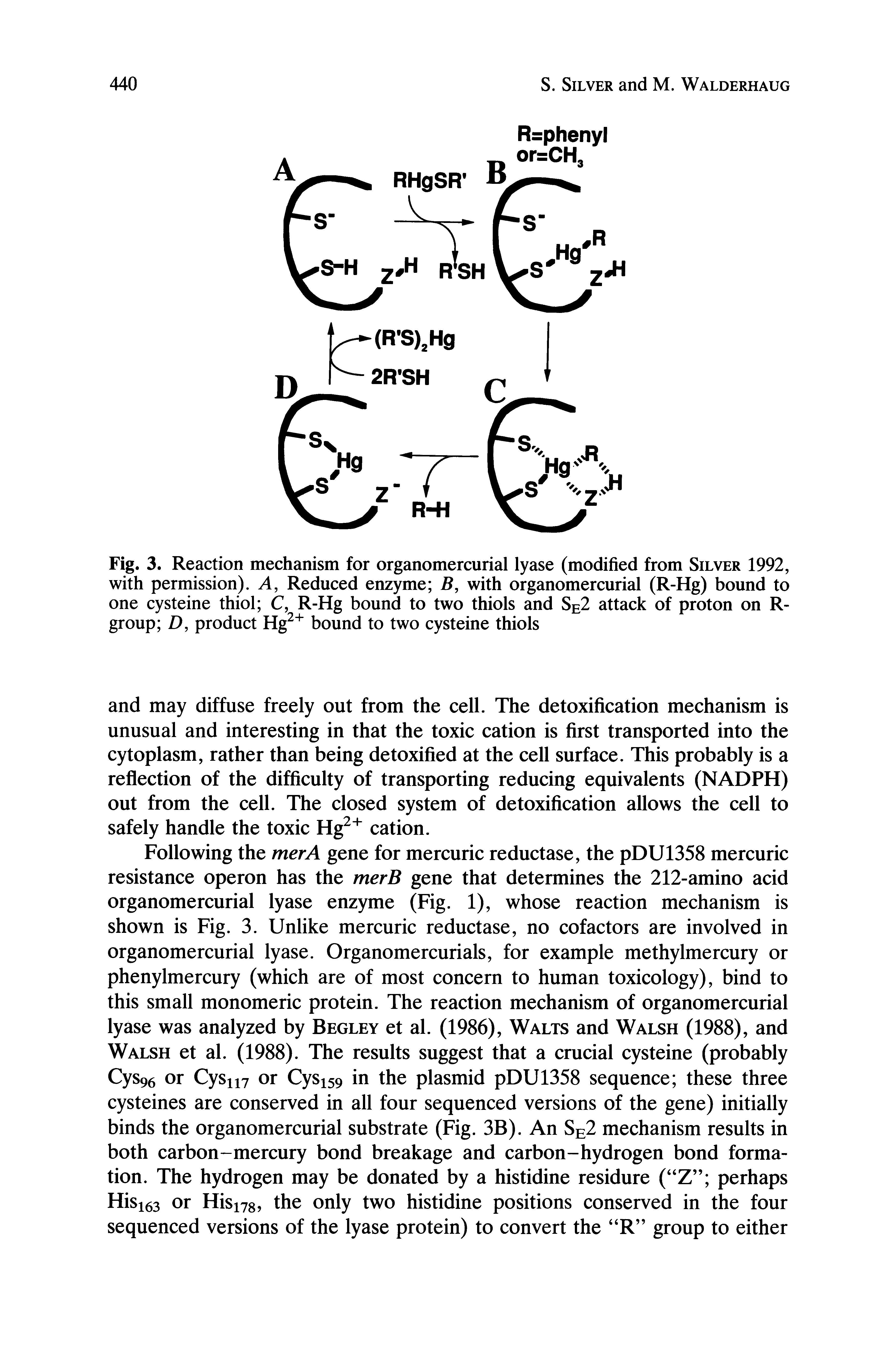 Fig. 3. Reaction mechanism for organomercurial lyase (modified from Silver 1992, with permission). A, Reduced enzyme B, with organomercurial (R-Hg) bound to one cysteine thiol C, R-Hg bound to two thiols and Se2 attack of proton on R-group D, product Hg " bound to two cysteine thiols...