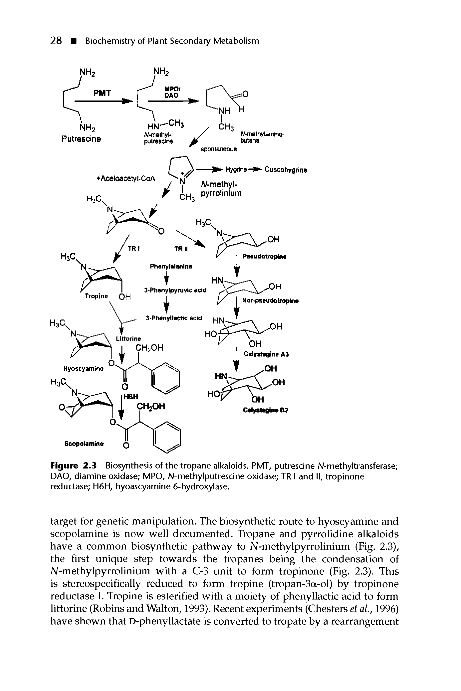 Figure 2.3 Biosynthesis of the tropane alkaloids. PMT, putrescine N-methyltransferase DAO, diamine oxidase MPO, N-methylputrescine oxidase TR I and II, tropinone reductase H6H, hyoascyamine 6-hydroxylase.