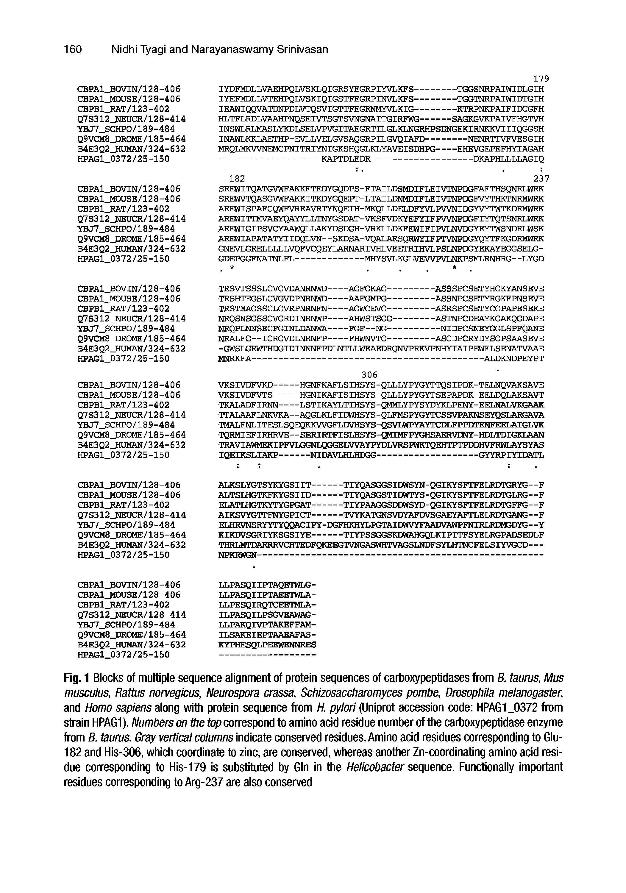 Fig. 1 Blocks of multiple sequence alignment of protein sequences of carboxypeptidases from B. taurus, Mus musculus, Rattus norvegicus, Neurospora crassa, Schizosaccharomyces pombe, Drosophila melanogaster, and Homo sapiens along with protein sequence from H. pylori (Uniprot accession code HPAG1 0372 from strain HPAG1). Numbers on the top correspond to amino acid residue number of the carboxypeptidase enzyme from B. taurus. Gray vertical columns indicate conserved residues. Amino acid residues corresponding to Glu-182 and His-306, which coordinate to zinc, are conserved, whereas another Zn-coordinating amino acid residue corresponding to His-179 is substituted by Gin in the Helicobacter sequence. Functionally important residues corresponding to Arg-237 are also conserved...