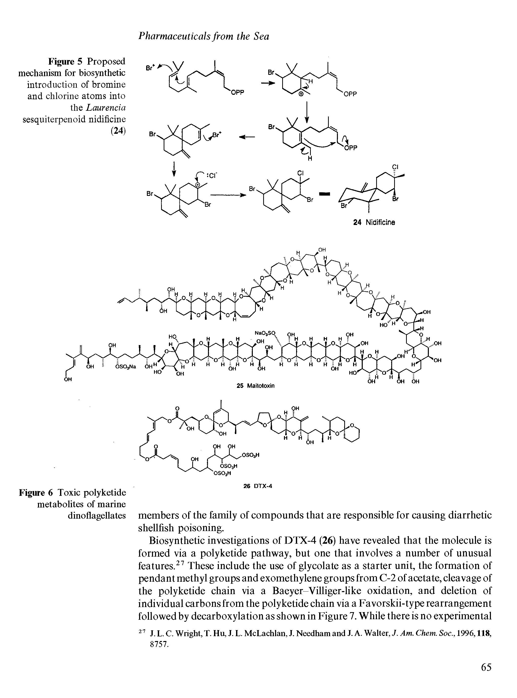 Figure 5 Proposed mechanism for biosynthetic introduction of bromine and chlorine atoms into the Laurencia sesquiterpenoid nidificine (24)...