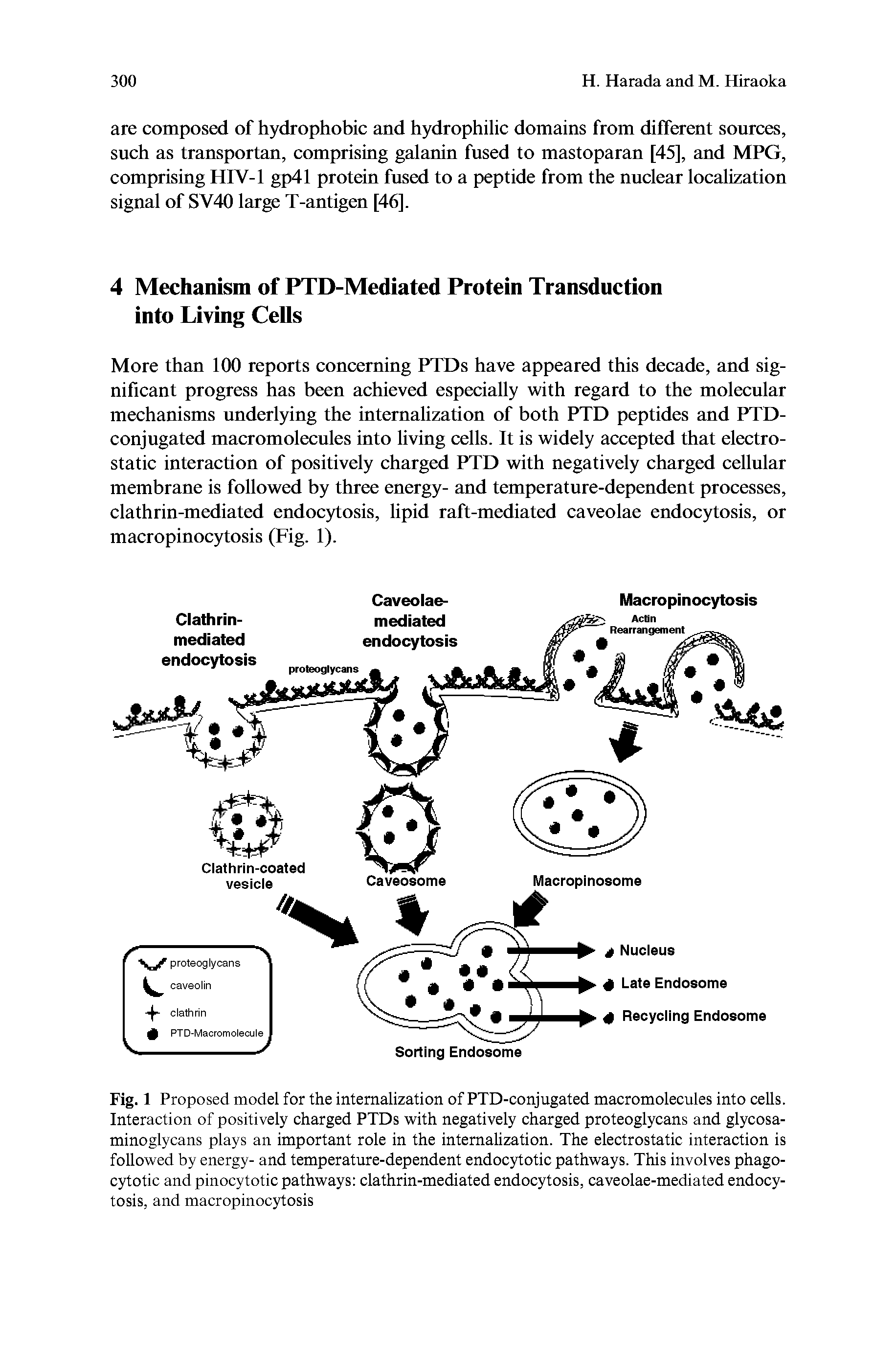 Fig. 1 Proposed model for the internalization of PTD-conjugated macromolecules into cells. Interaction of positively charged PTDs with negatively charged proteoglycans and glycosa-minoglycans plays an important role in the internalization. The electrostatic interaction is followed by energy- and temperature-dependent endocytotic pathways. This involves phago-cytotic and pinocytotic pathways clathrin-mediated endocytosis, caveolae-mediated endocytosis, and macropinocytosis...