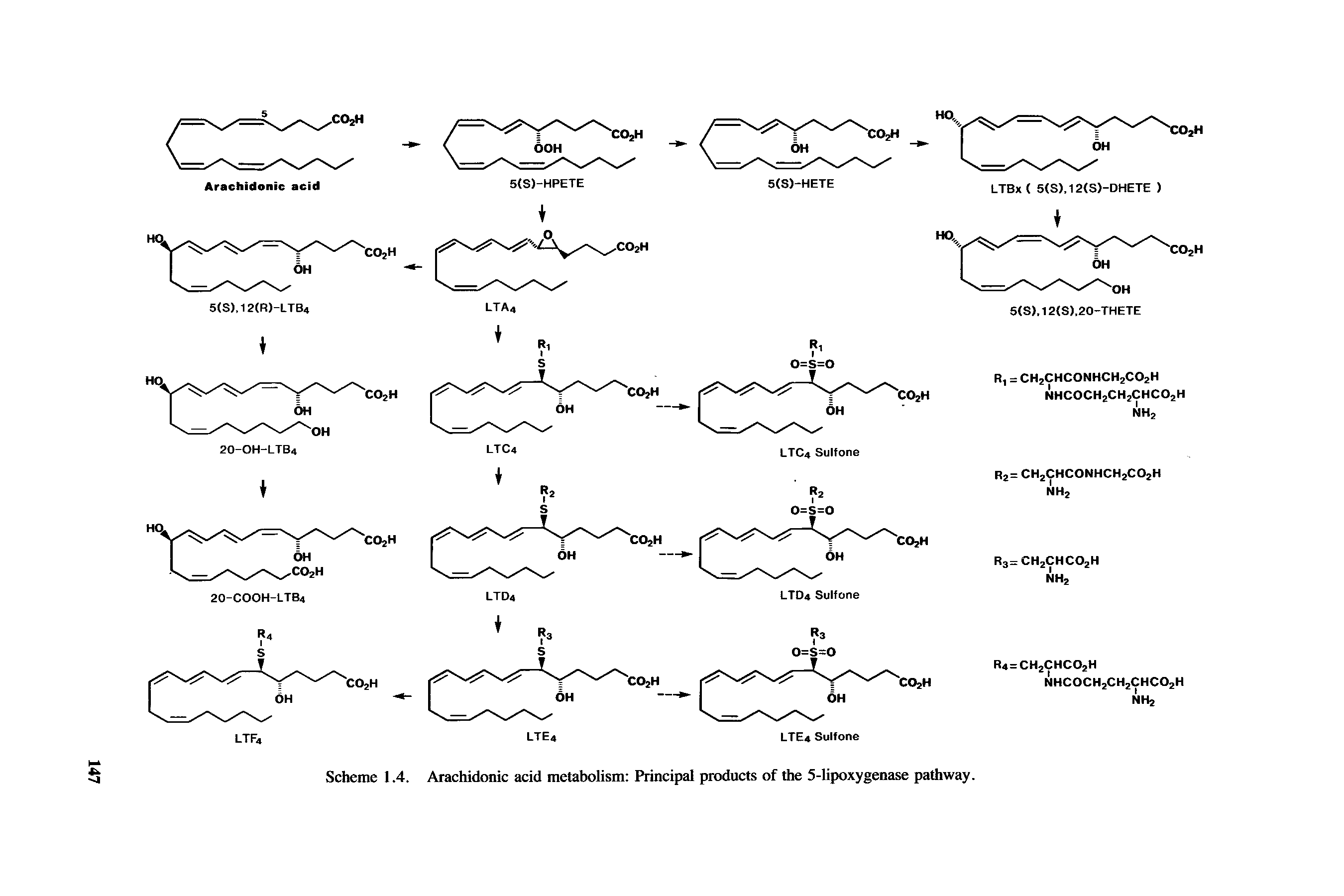 Scheme 1.4. Arachidonic acid metabolism Principal products of the 5-lipoxygenase pathway.