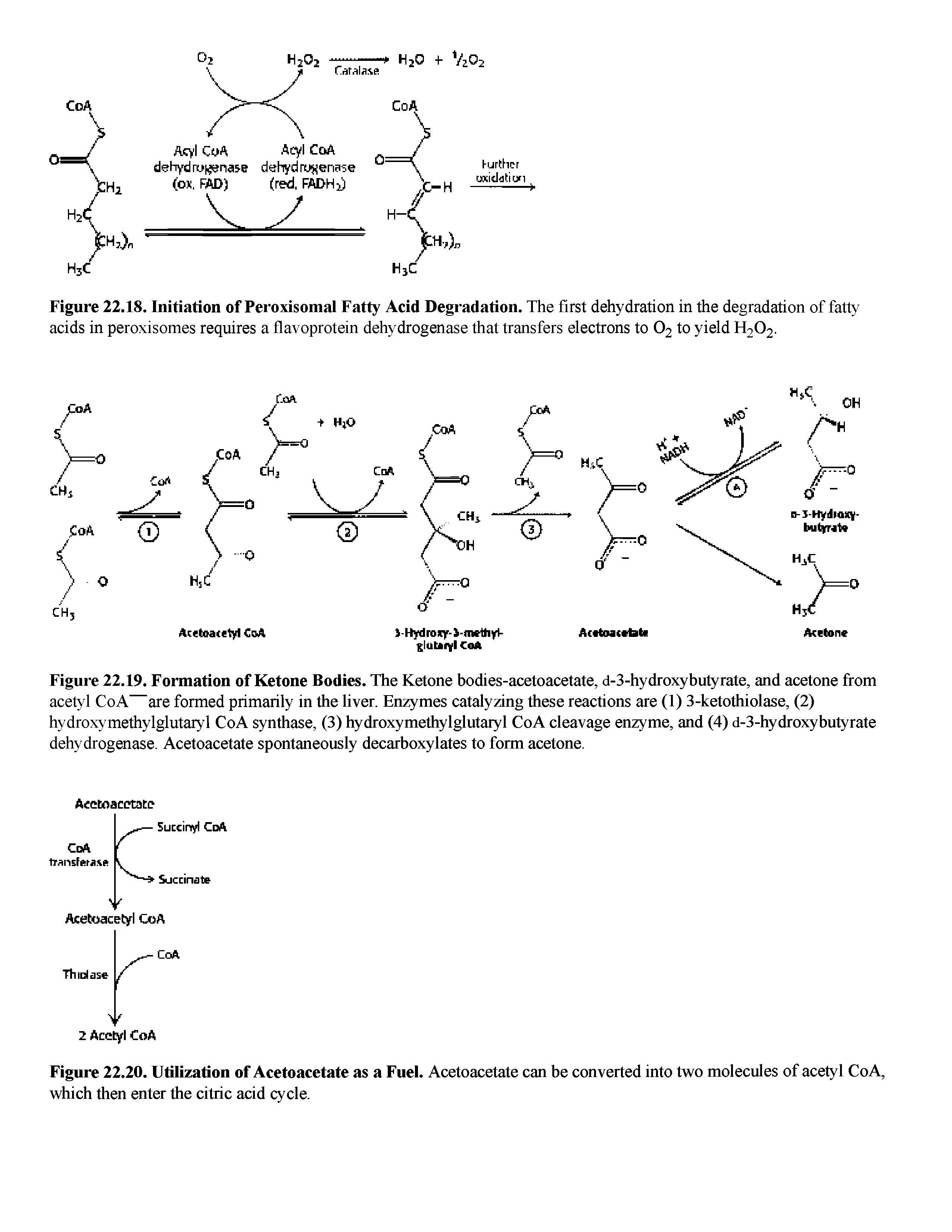 Figure 22.19. Formation of Ketone Bodies. The Ketone bodies-acetoacetate, d-3-hydroxybutyrate, and acetone from acetyl CoA are formed primarily in the liver. Enzymes catalyzing these reactions are (1) 3-ketothiolase, (2) hydroxymethylglutaryl CoA synthase, (3) hydroxymethylglutaryl CoA cleavage enzyme, and (4) d-3-hydroxybutyrate dehydrogenase. Acetoacetate spontaneously decarboxylates to form acetone.