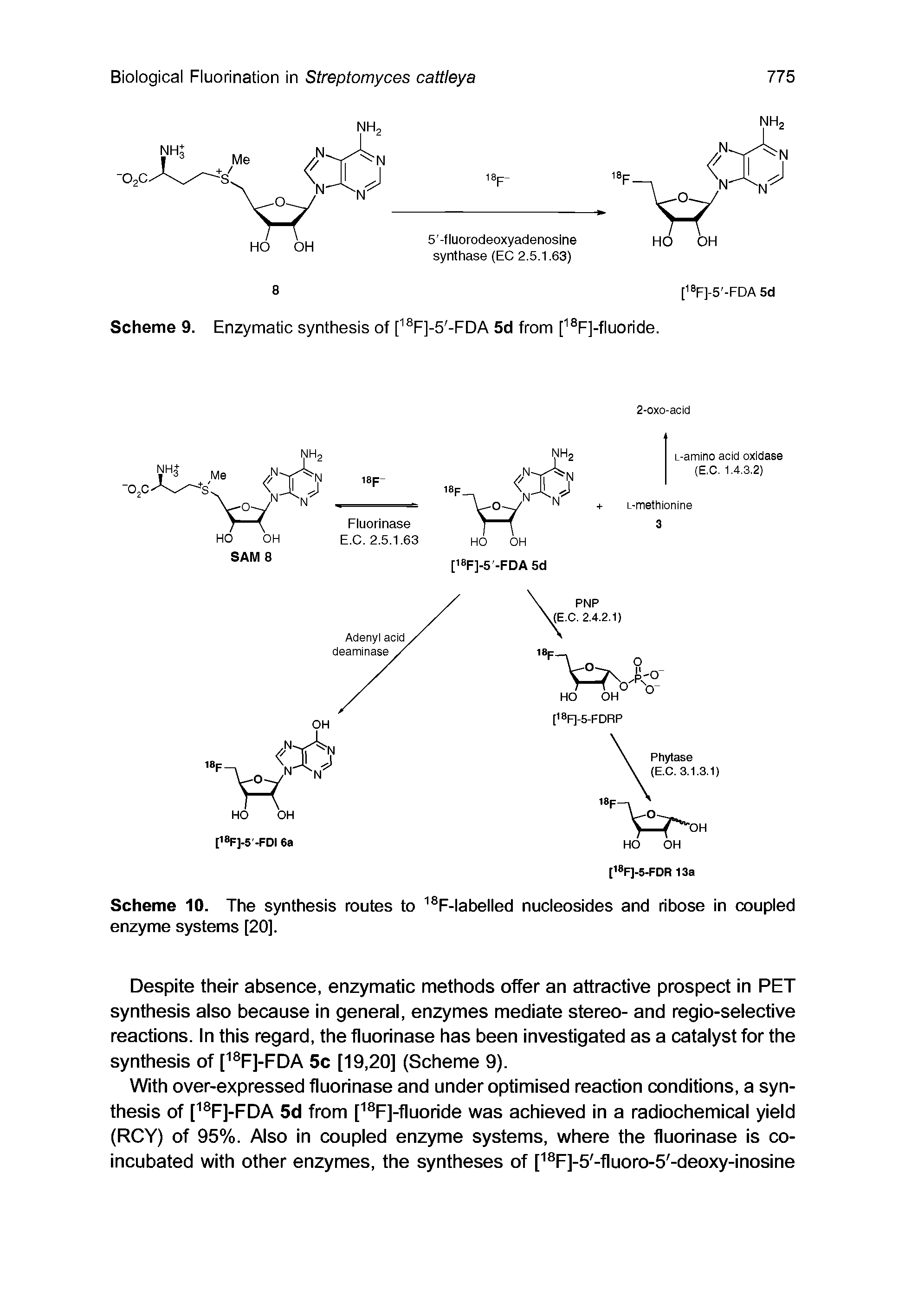 Scheme 10. The synthesis routes to F-labelled nucleosides and ribose in coupled enzyme systems [20].