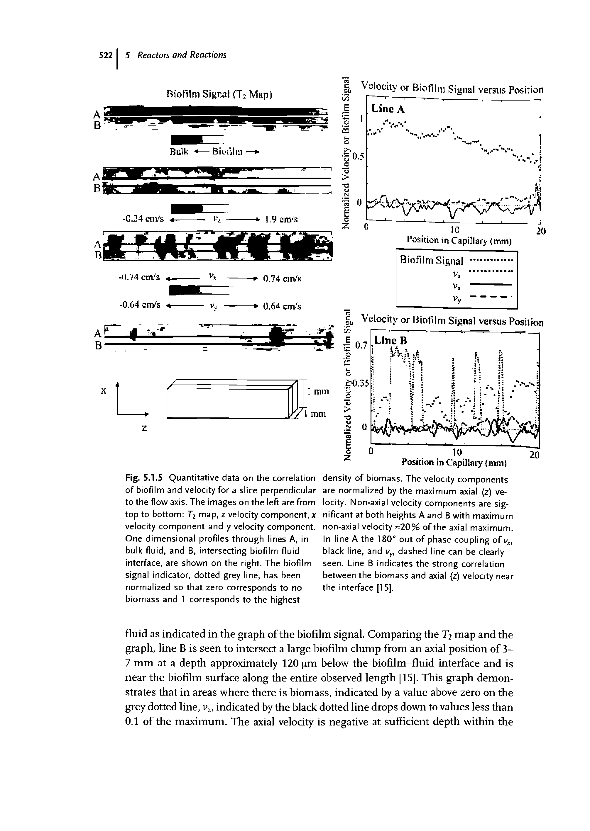 Fig. 5.1.5 Quantitative data on the correlation of biofilm and velocity for a slice perpendicular to the flow axis. The images on the left are from top to bottom T2 map, z velocity component, x velocity component and y velocity component. One dimensional profiles through lines A, in bulk fluid, and B, intersecting biofilm fluid interface, are shown on the right. The biofilm signal indicator, dotted grey line, has been normalized so that zero corresponds to no biomass and 1 corresponds to the highest...