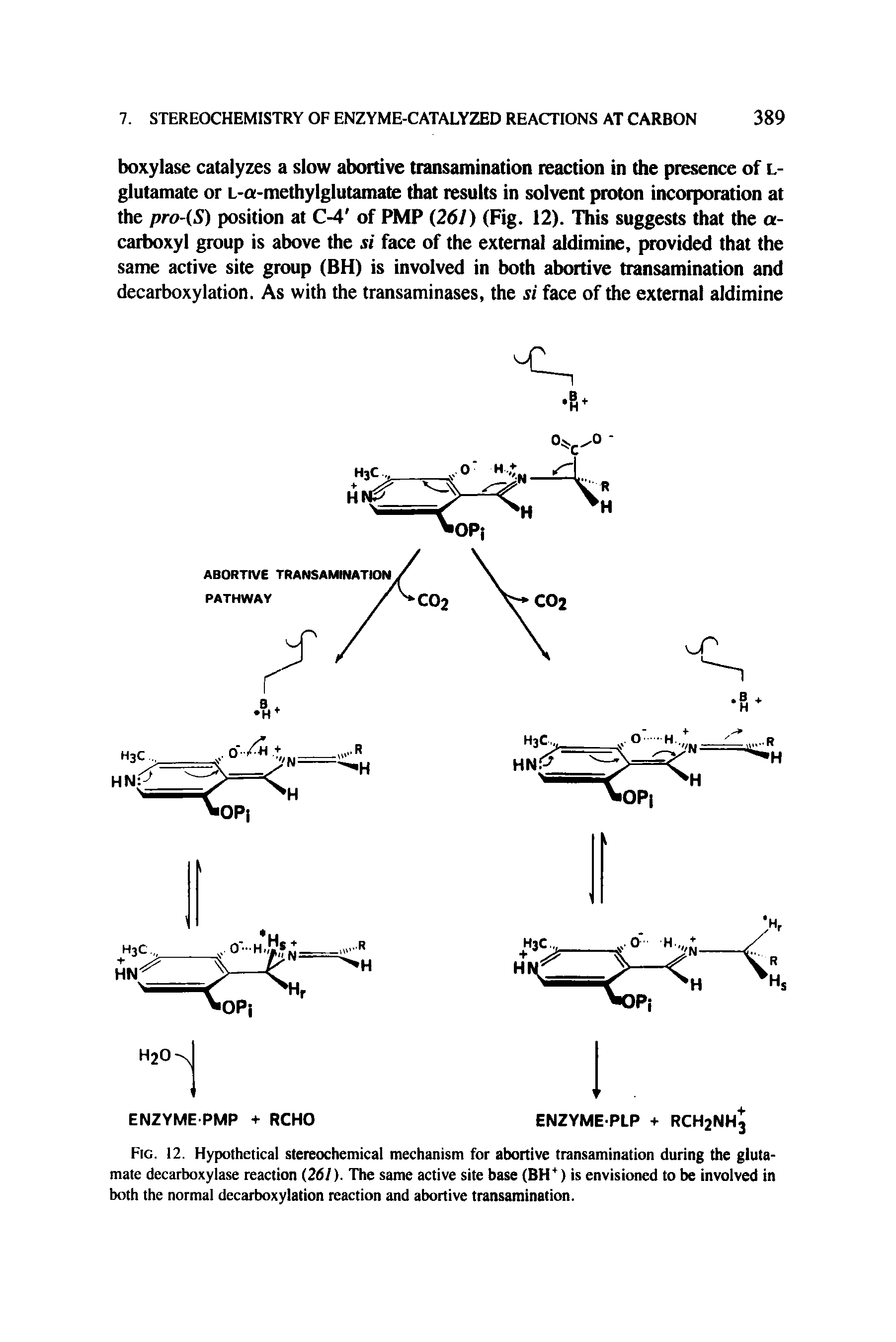 Fig. 12. Hypothetical stereochemical mechanism for abortive transamination during the glutamate decarboxylase reaction (261). The same active site base (BH ) is envisioned to be involved in both the normal decarboxylation reaction and abortive transamination.