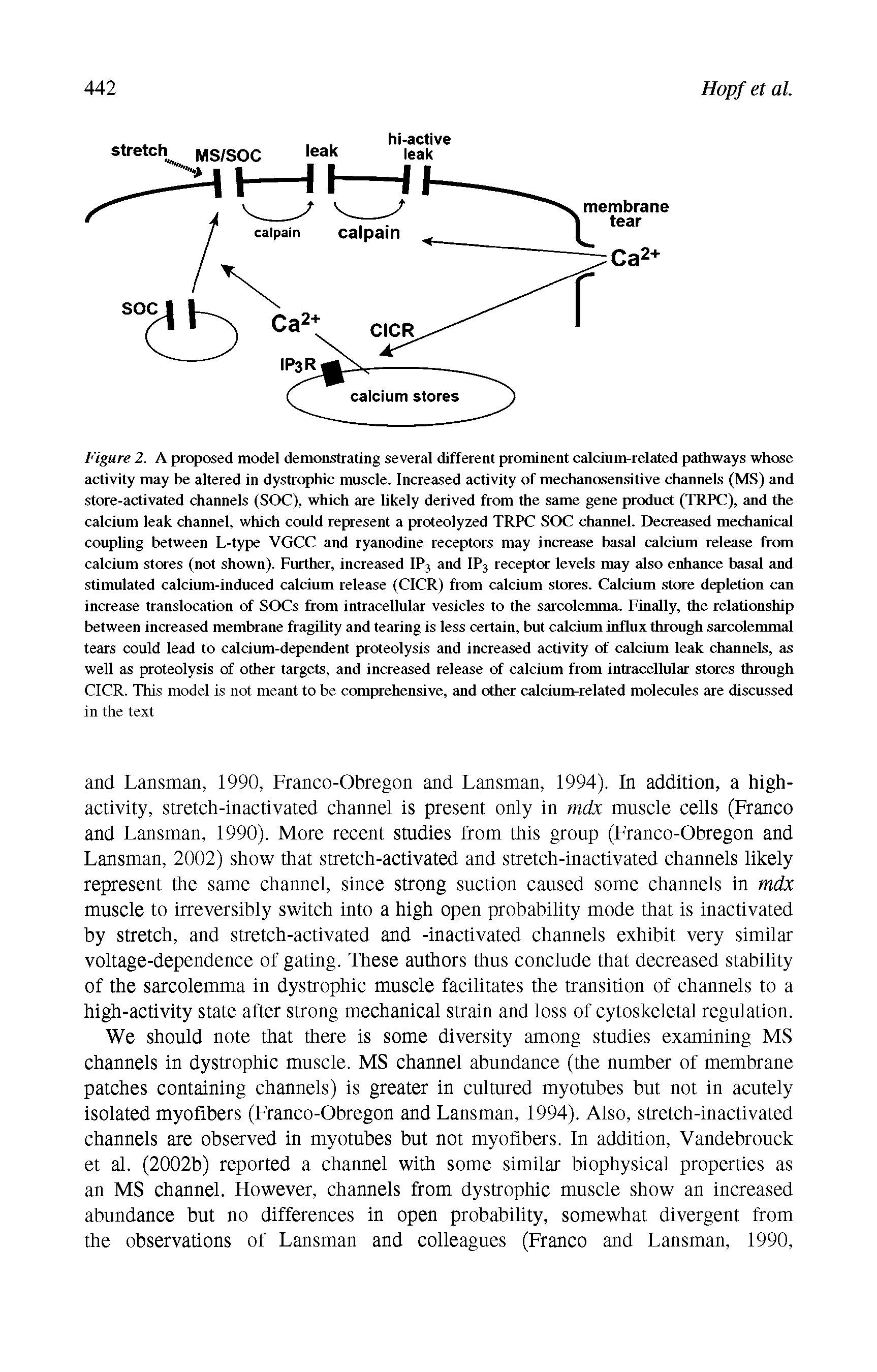 Figure 2. A proposed model demonstrating several different prominent calcium-related pathways whose activity may be altered in dystrophic muscle. Increased activity of mechanosensitive channels (MS) and store-activated channels (SOC), which are likely derived from the same gene product (TRPC), and the calcium leak channel, which could represent a proteolyzed TRPC SOC channel. Decreased mechanical coupling between L-type VGCC and ryanodine receptors may increase basal calcium release from calcium stores (not shown). Further, increased IP, and IP, receptor levels may also enhance basal and stimulated calcium-induced calcium release (CICR) from calcium stores. Calcium store depletion can increase translocation of SOCs from intracellular vesicles to the sarcolemma. Finally, the relationship between increased membrane fragility and tearing is less certain, but calcium influx through sarcolemmal tears could lead to calcium-dependent proteolysis and increased activity of calcium leak channels, as well as proteolysis of other targets, and increased release of calcium from intracellular stores through CICR. This model is not meant to be comprehensive, and other calcium-related molecules are discussed in the text...