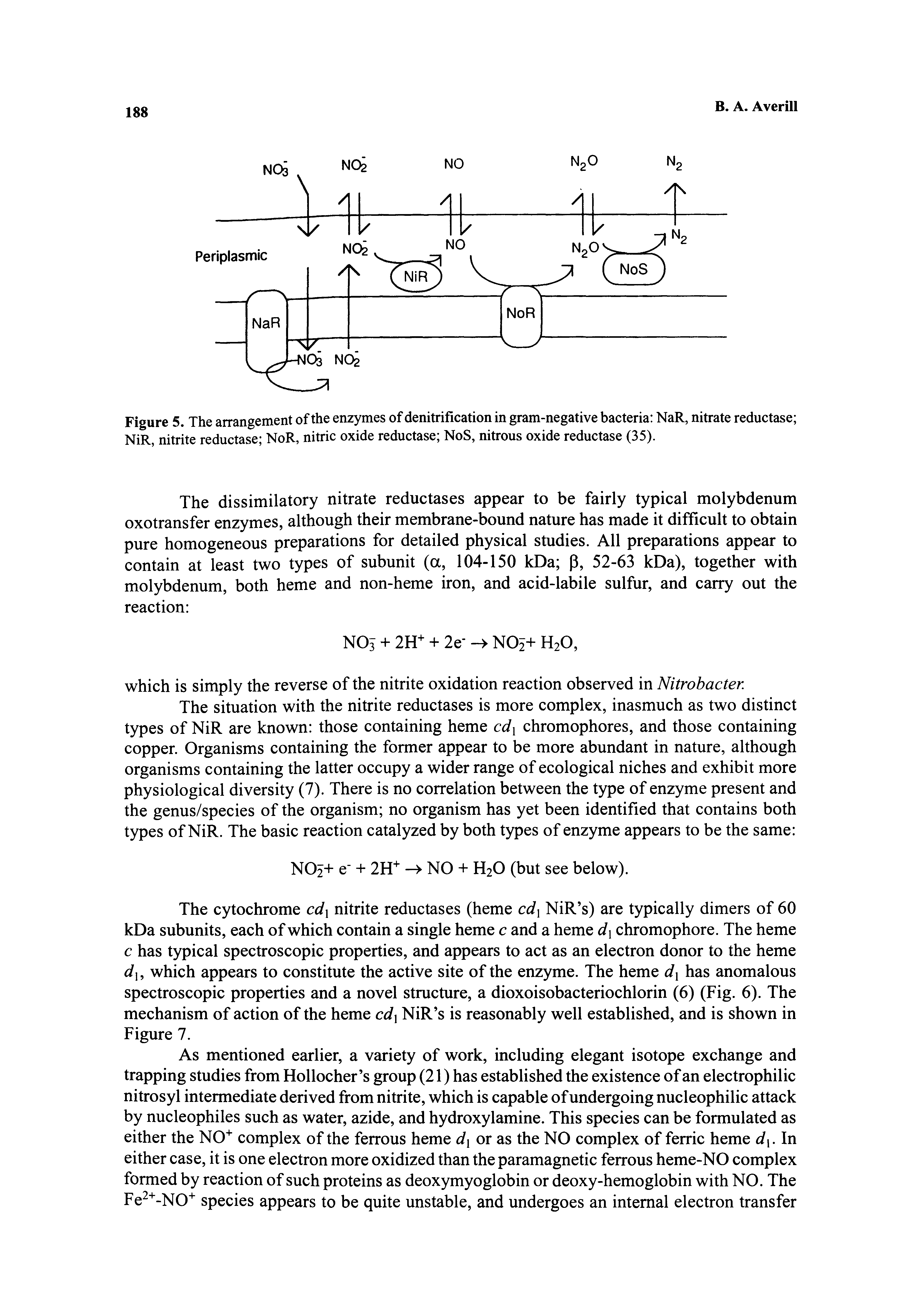 Figure 5. The arrangement of the enzymes of denitrification in gram-negative bacteria NaR, nitrate reductase NiR, nitrite reductase NoR, nitric oxide reductase NoS, nitrous oxide reductase (35).