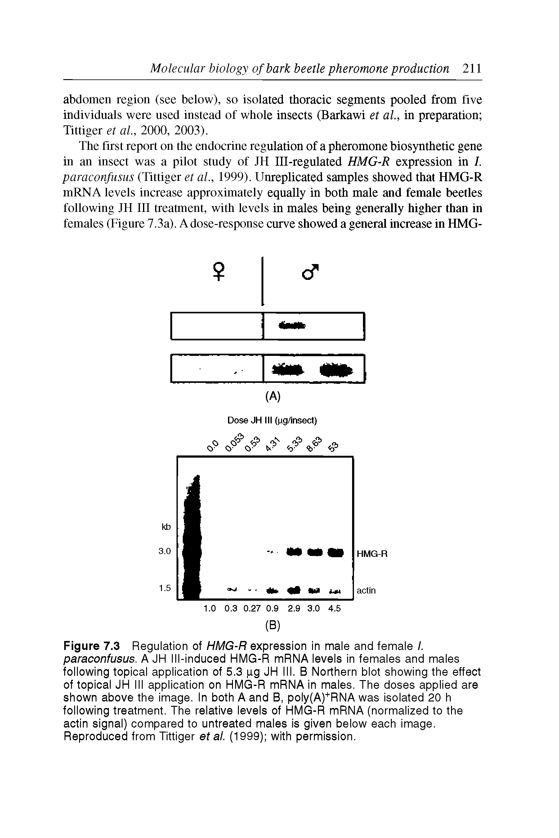 Figure 7.3 Regulation of HMG-R expression in male and female /. paraconfusus. A JH Ill-induced HMG-R mRNA levels in females and males following topical application of 5.3 pg JH III. B Northern blot showing the effect of topical JH III application on HMG-R mRNA in males. The doses applied are shown above the image. In both A and B, poly(A)+RNA was isolated 20 h following treatment. The relative levels of HMG-R mRNA (normalized to the actin signal) compared to untreated males is given below each image. Reproduced from Tittiger et al. (1999) with permission.