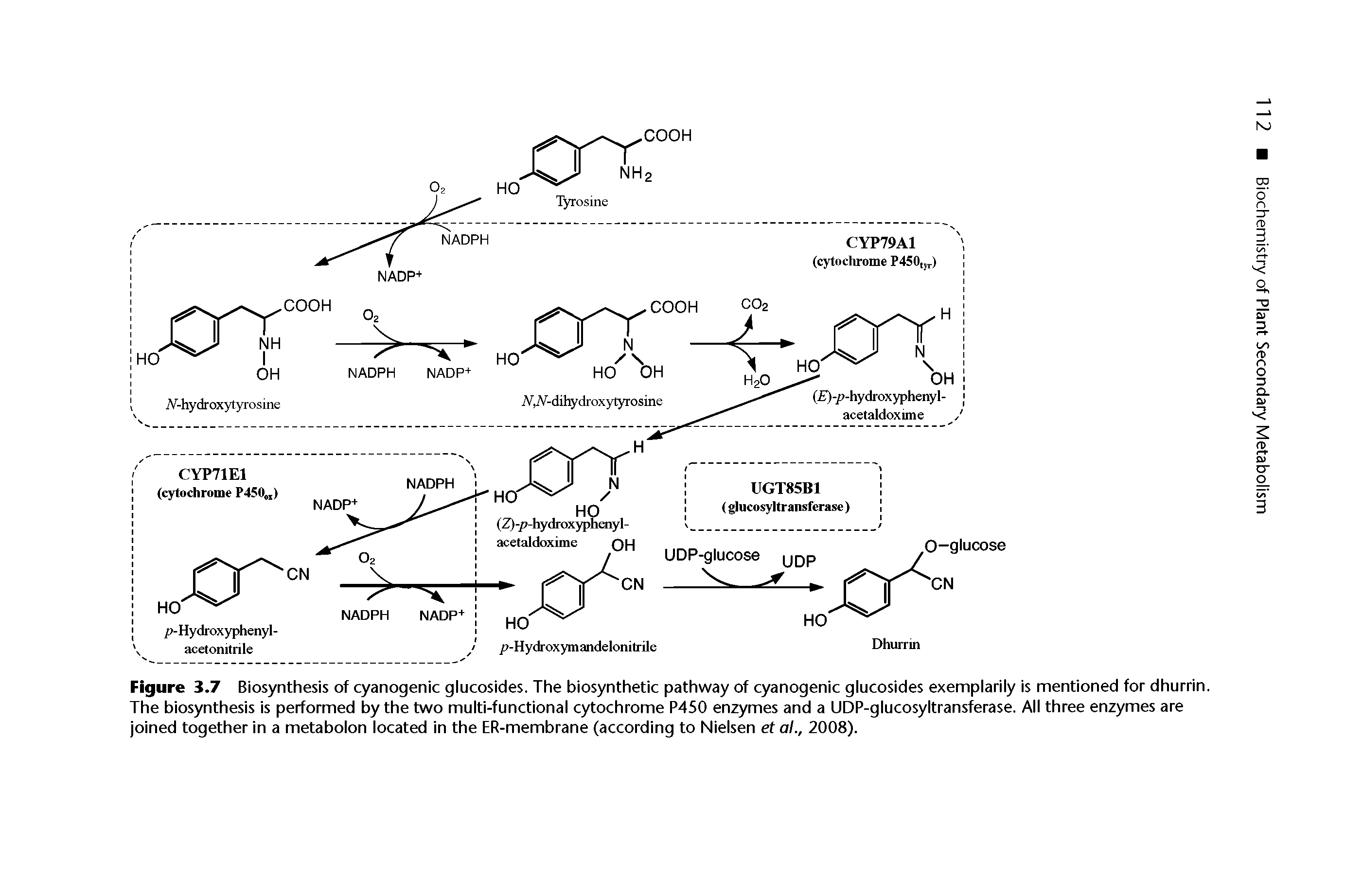 Figure 3.7 Biosynthesis of cyanogenic glucosides. The biosynthetic pathway of cyanogenic glucosides exemplarily is mentioned for dhurrin. The biosynthesis is performed by the two multi-functional cytochrome P450 enzymes and a UDP-glucosyltransferase. All three enzymes are joined together in a metabolon located in the ER-membrane (according to Nielsen et al., 2008).