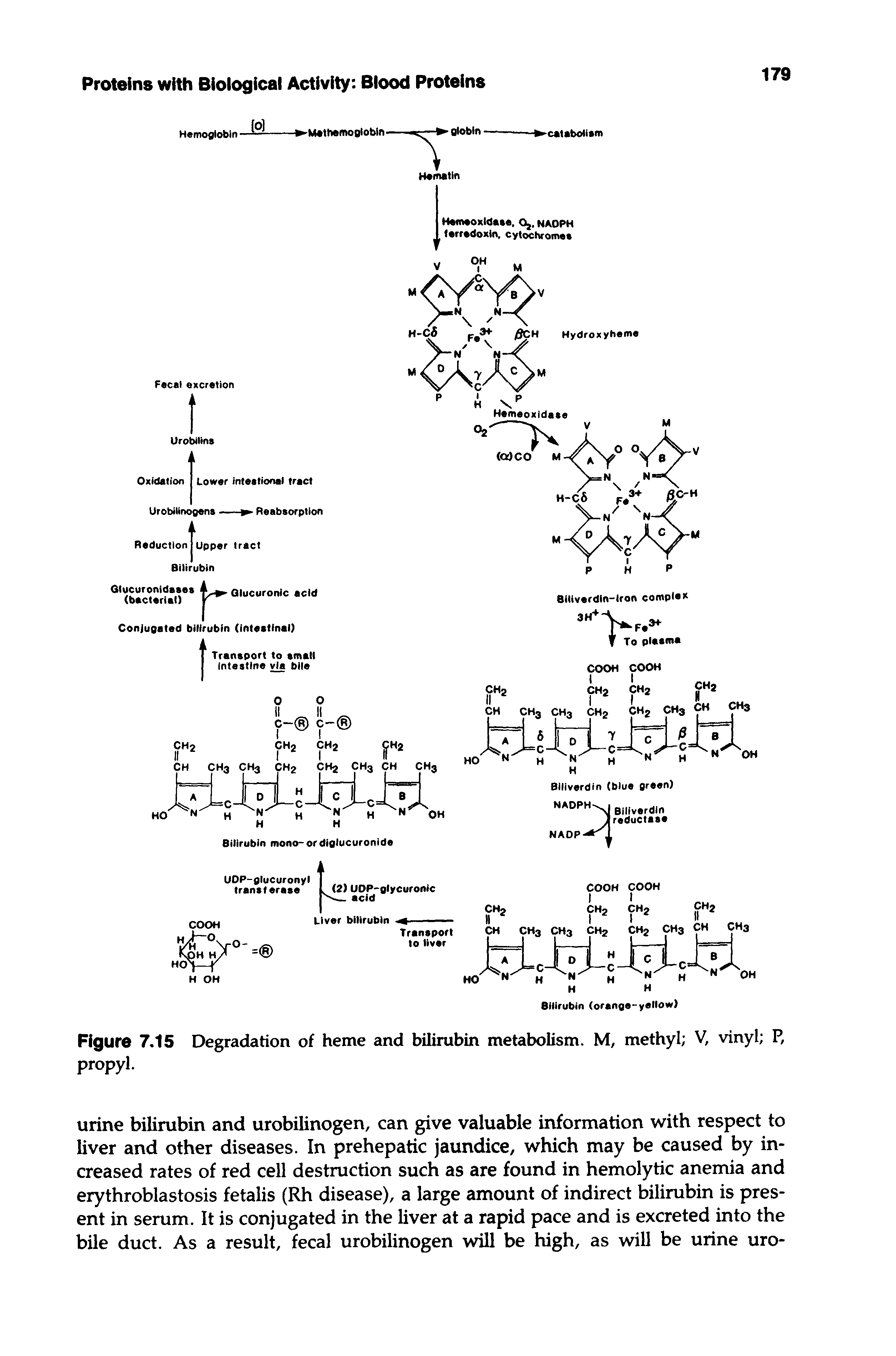 Figure 7.15 Degradation of heme and bilirubin metabolism. M, methyl V, vinyl P, propyl.