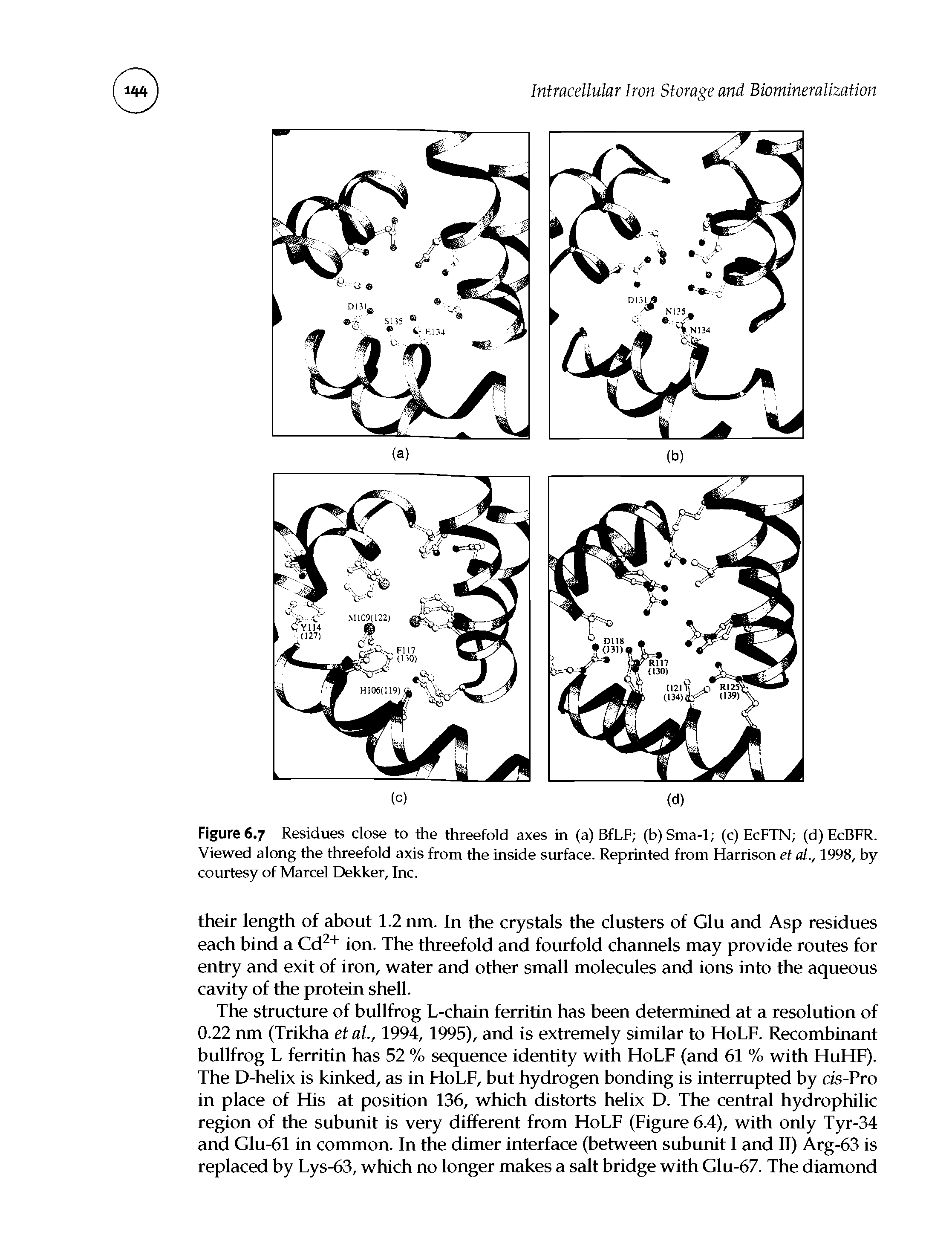 Figure 6.7 Residues close to the threefold axes in (a) BfLF (b)Sma-l (c) EcFTN (d)EcBFR. Viewed along the threefold axis from the inside surface. Reprinted from Harrison et al., 1998, by courtesy of Marcel Dekker, Inc.