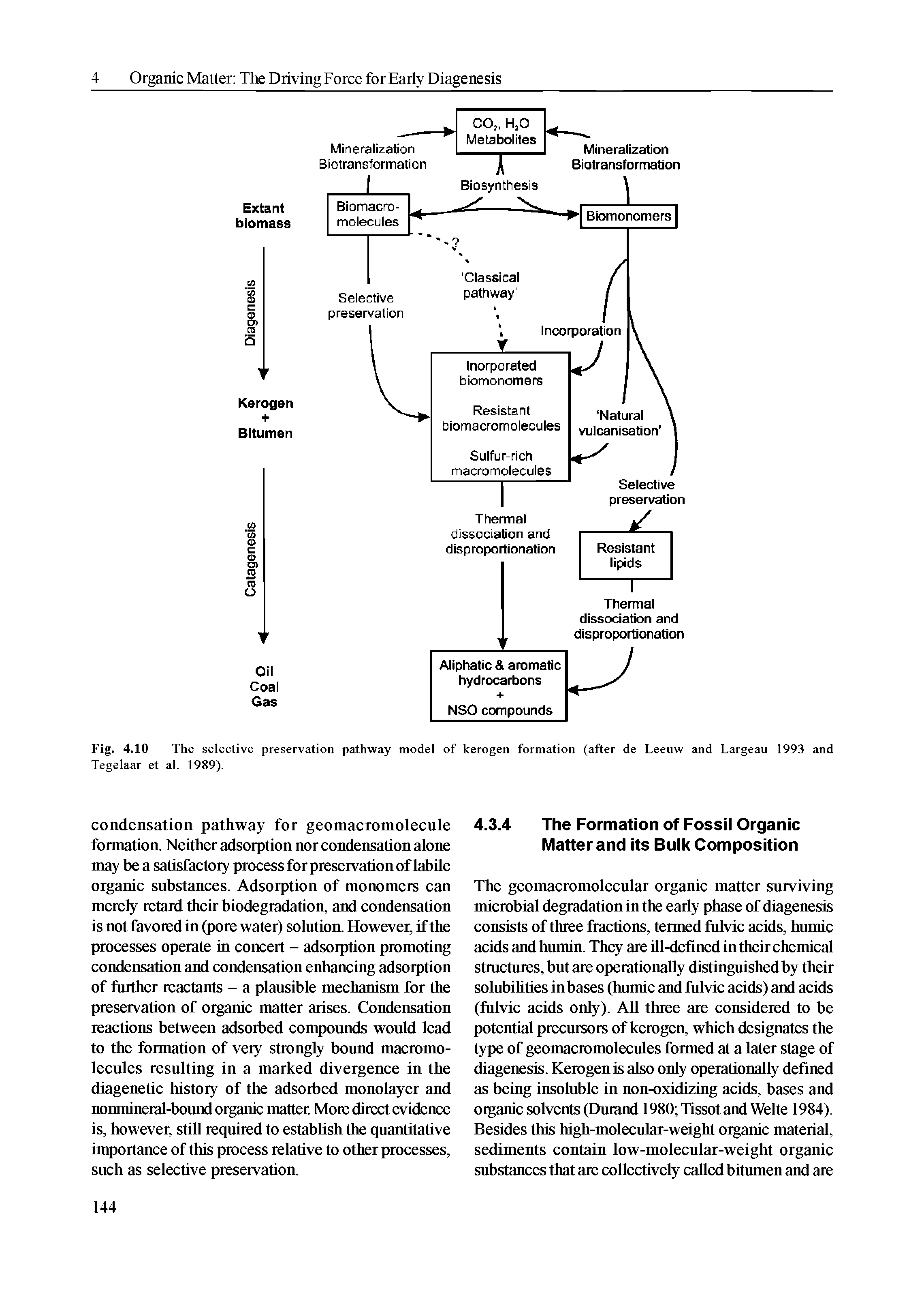 Fig. 4.10 The selective preservation pathway model of kerogen formation (after de Leeuw and Largeau 1993 and Tegelaar et al. 1989).