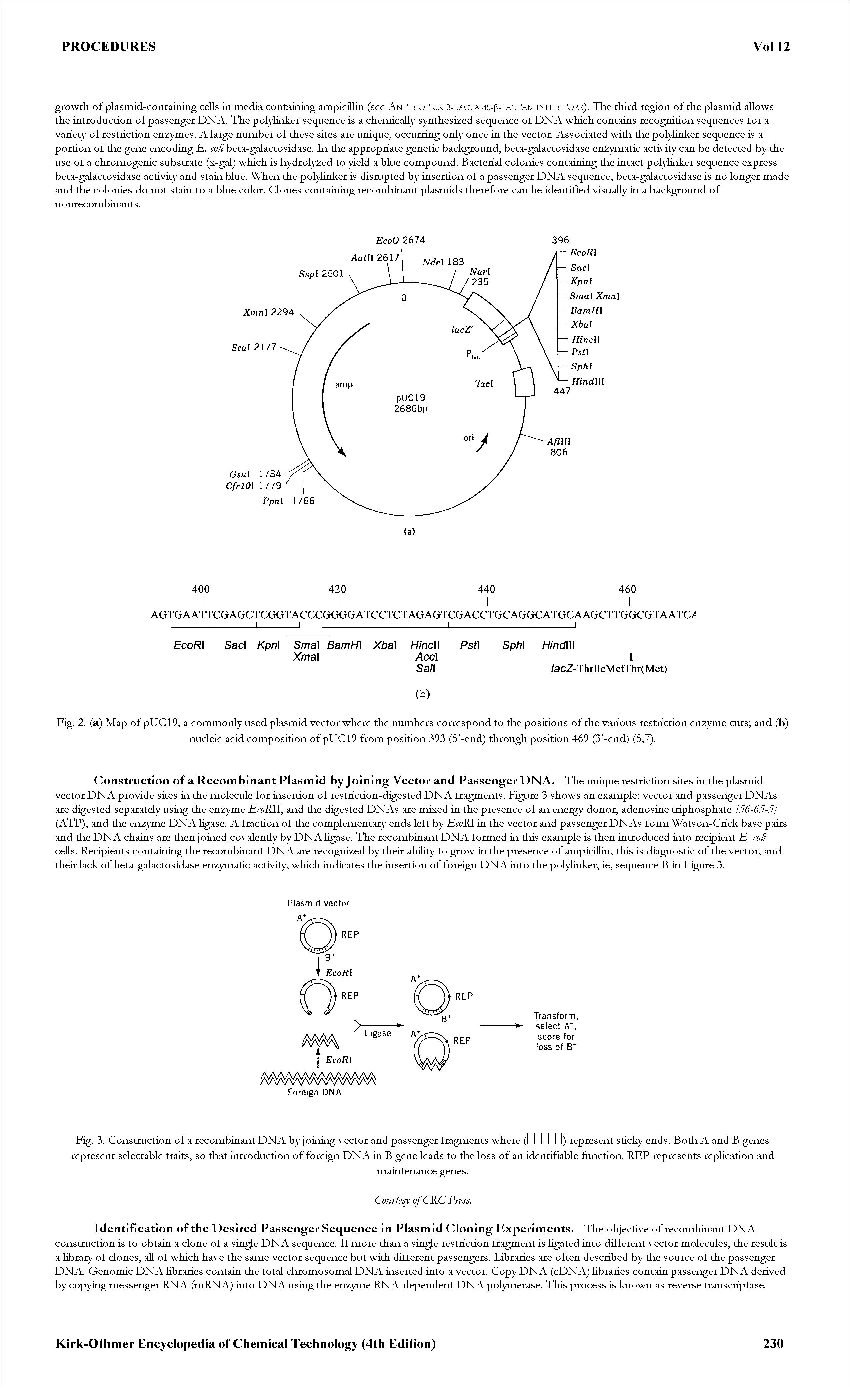 Fig. 3. Constmetion of a recombinant DNA by joining vector and passenger fragments where (I I I I I I) represent sticky ends. Both A and B genes represent selectable traits, so that introduction of foreign DNA in B gene leads to the loss of an identifiable function. REP represents repHcation and...