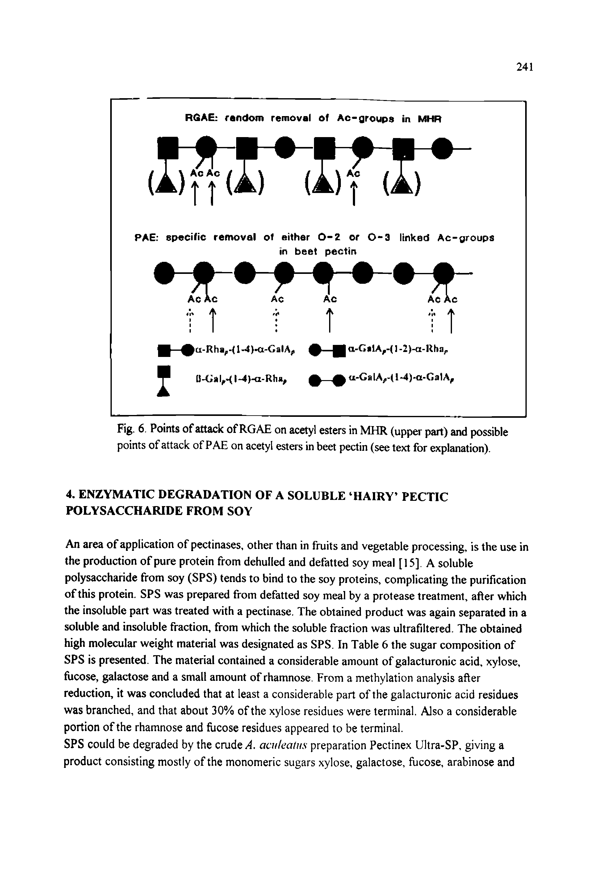 Fig. 6. Points of attack of RGAE on acetyl esters in MHR (upper part) and possible points of attack of PAE on acetyl esters in beet pectin (see text for explanation).