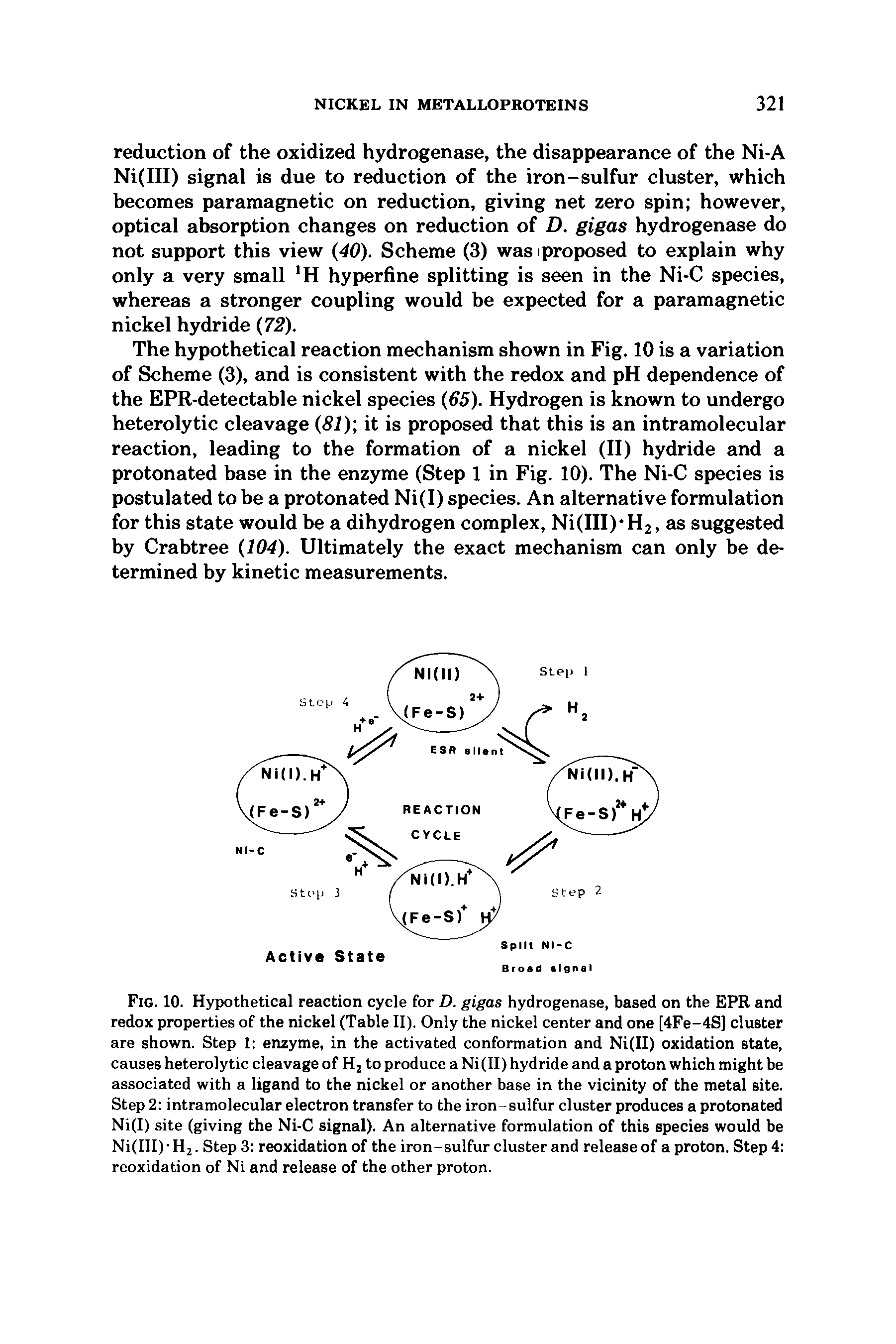 Fig. 10. Hypothetical reaction cycle for D. gigas hydrogenase, based on the EPR and redox properties of the nickel (Table II). Only the nickel center and one [4Fe-4S] cluster are shown. Step 1 enzyme, in the activated conformation and Ni(II) oxidation state, causes heterolytic cleavage of H2 to produce a Ni(II) hydride and a proton which might be associated with a ligand to the nickel or another base in the vicinity of the metal site. Step 2 intramolecular electron transfer to the iron-sulfur cluster produces a protonated Ni(I) site (giving the Ni-C signal). An alternative formulation of this species would be Ni(III) - H2. Step 3 reoxidation of the iron-sulfur cluster and release of a proton. Step 4 reoxidation of Ni and release of the other proton.