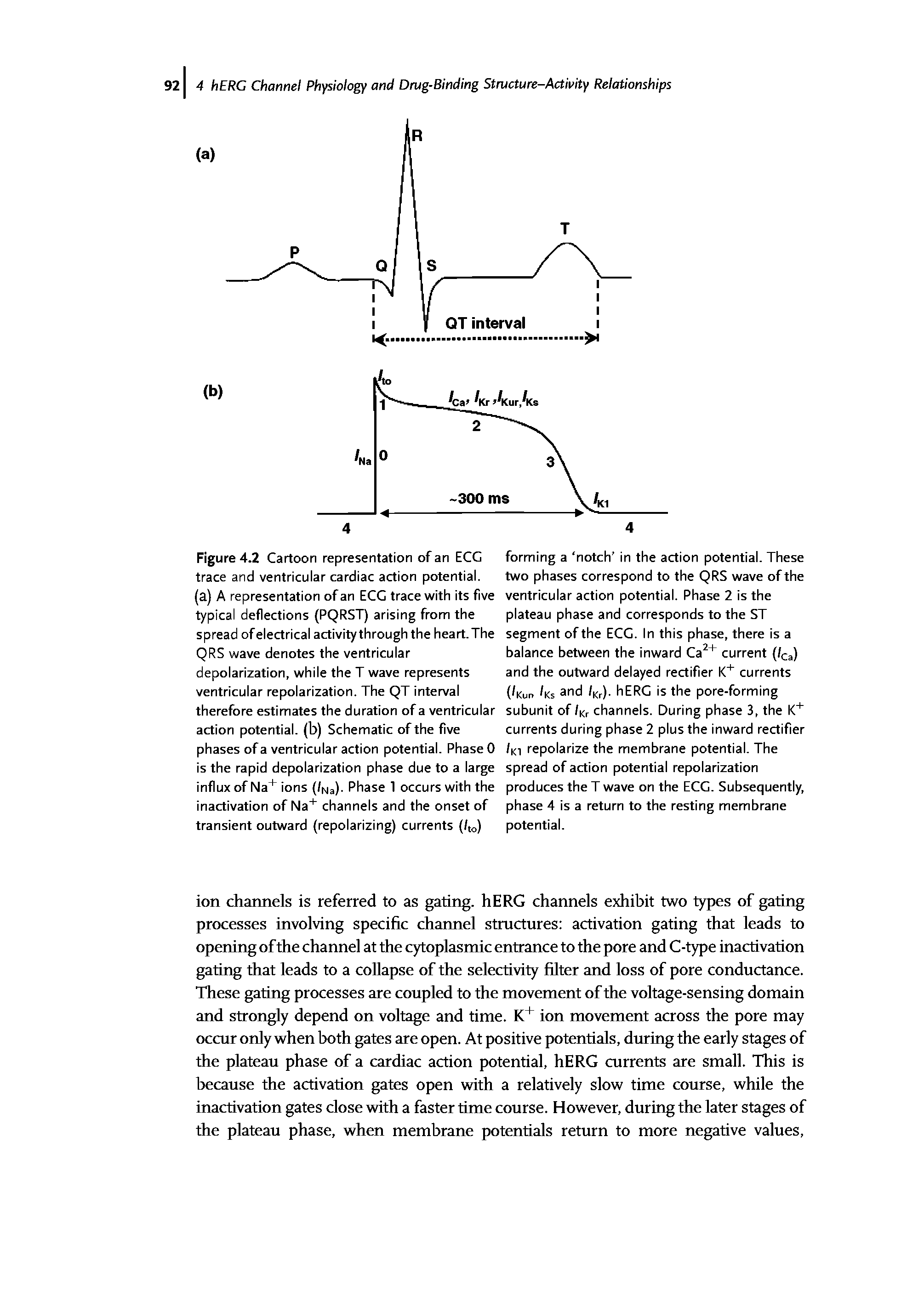 Figure 4.2 Cartoon representation of an ECC trace and ventricular cardiac action potential, (a) A representation of an ECC trace with its five typical deflections (PQRST) arising from the spread of electrical activitythrough the heart. The QRS wave denotes the ventricular depolarization, while the T wave represents ventricular repolarization. The QT interval therefore estimates the duration of a ventricular action potential, (b) Schematic of the five phases of a ventricular action potential. Phase 0 is the rapid depolarization phase due to a large influx of Na+ ions (Ina). Phase 1 occurs with the inactivation of Na+ channels and the onset of transient outward (repolarizing) currents (/to)...